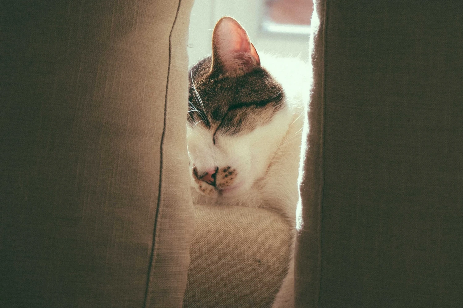 萌宠猫咪图片合集 小猫壁纸免费下载