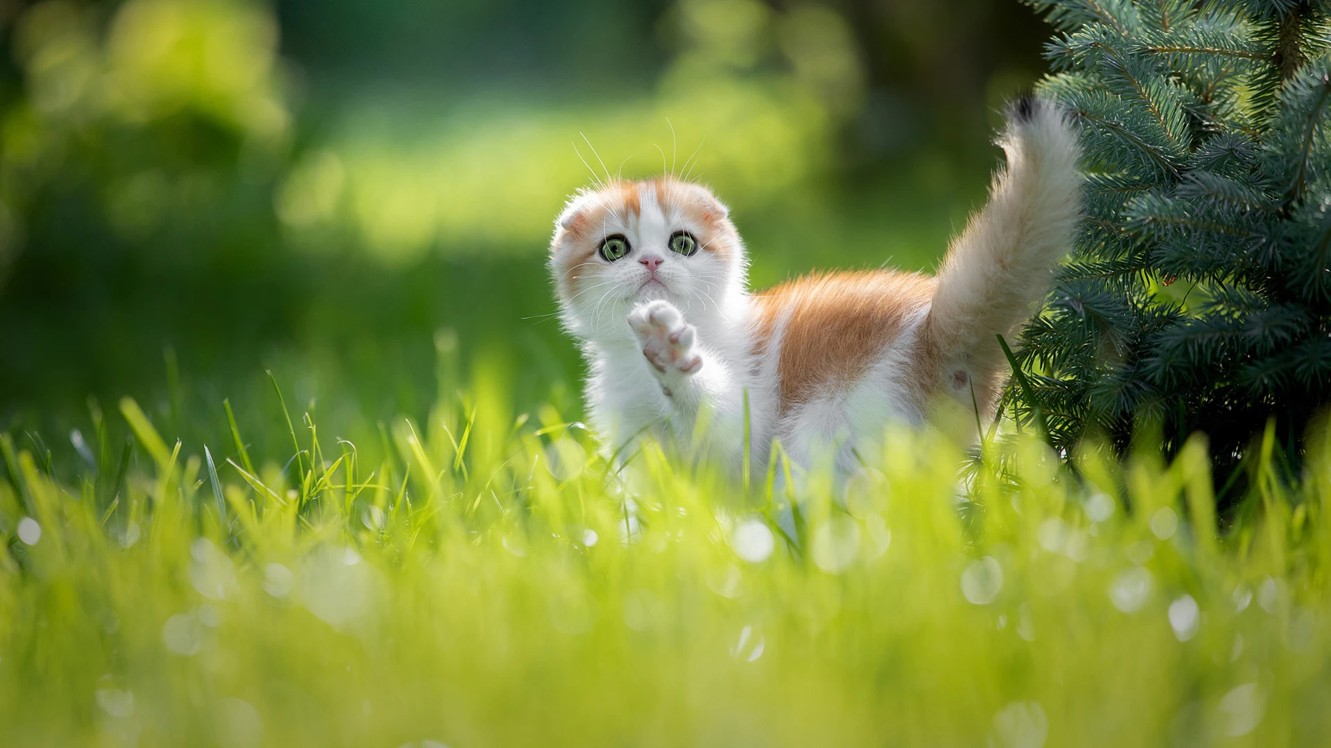 猫咪图片素材 可爱小猫壁纸大全
