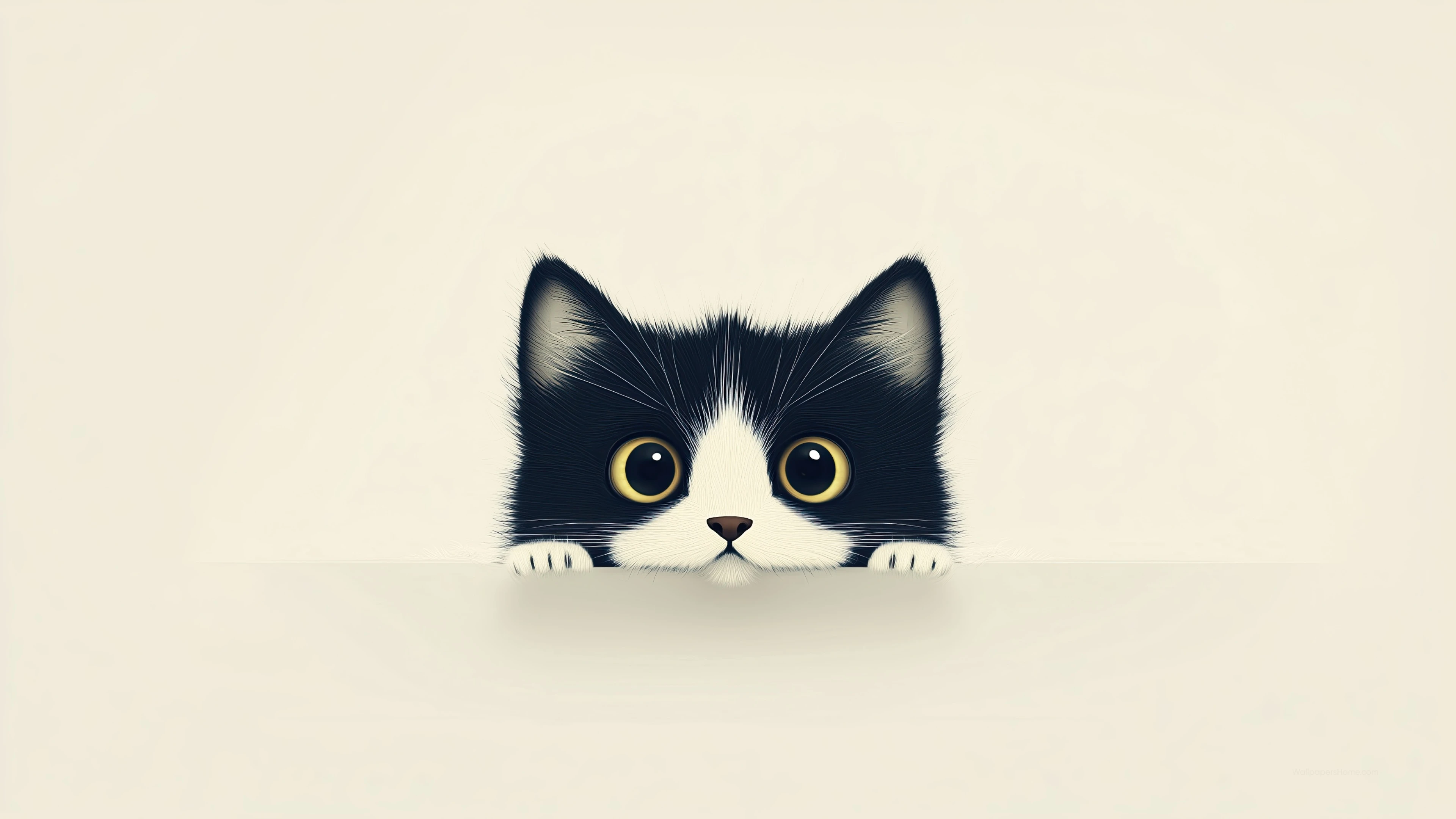 萌宠猫咪摄影 小猫高清图片壁纸
