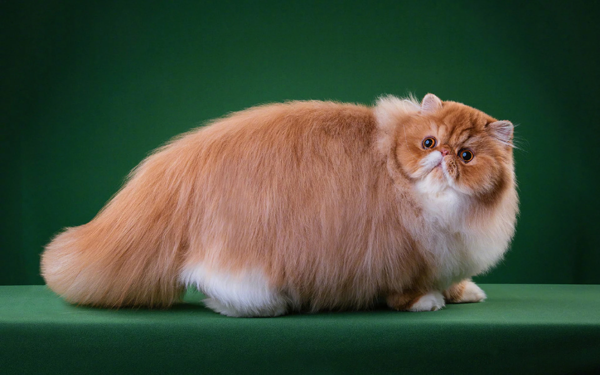 猫咪图片素材 可爱小猫壁纸大全