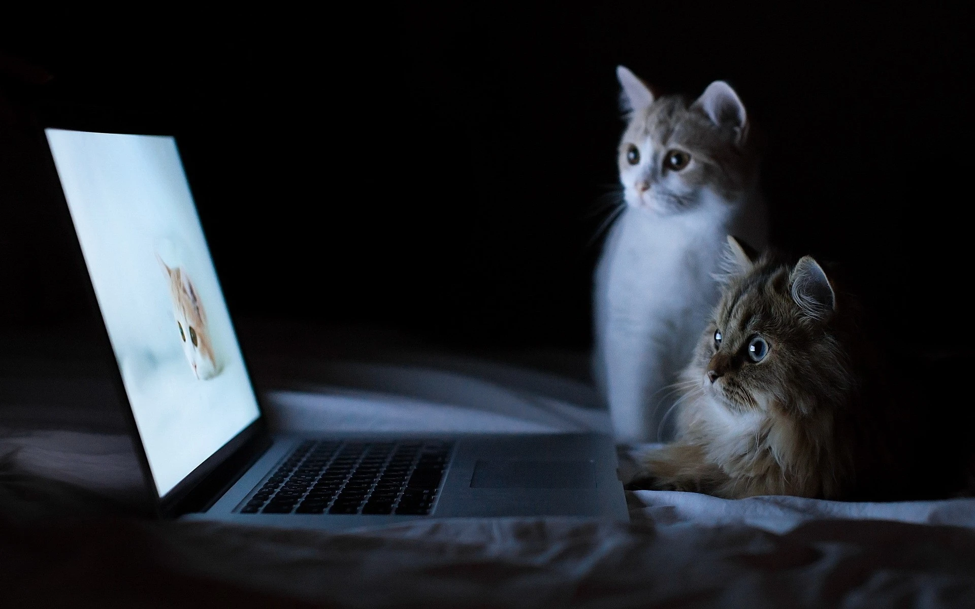 可爱小猫壁纸 猫咪图片高清合集