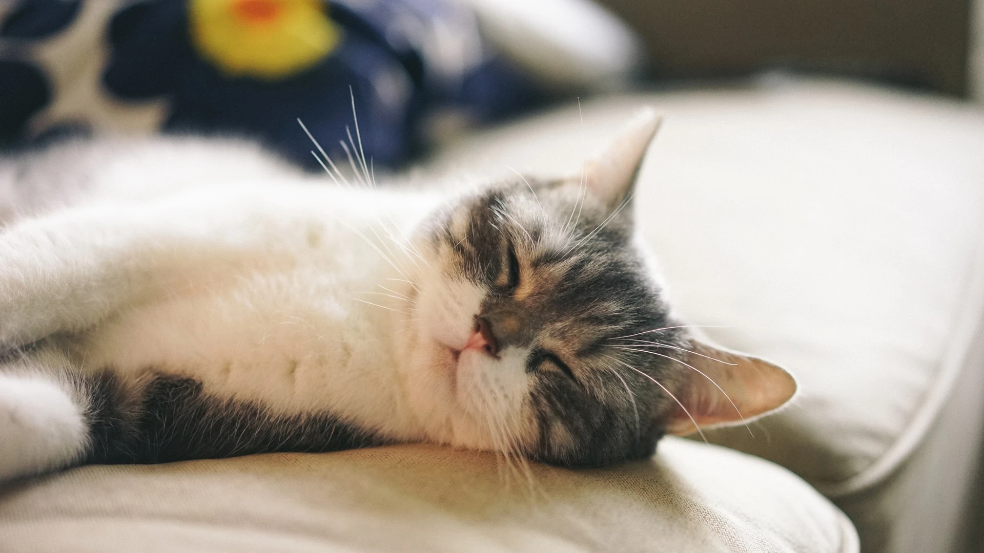 萌宠猫咪图片合集 小猫壁纸免费下载