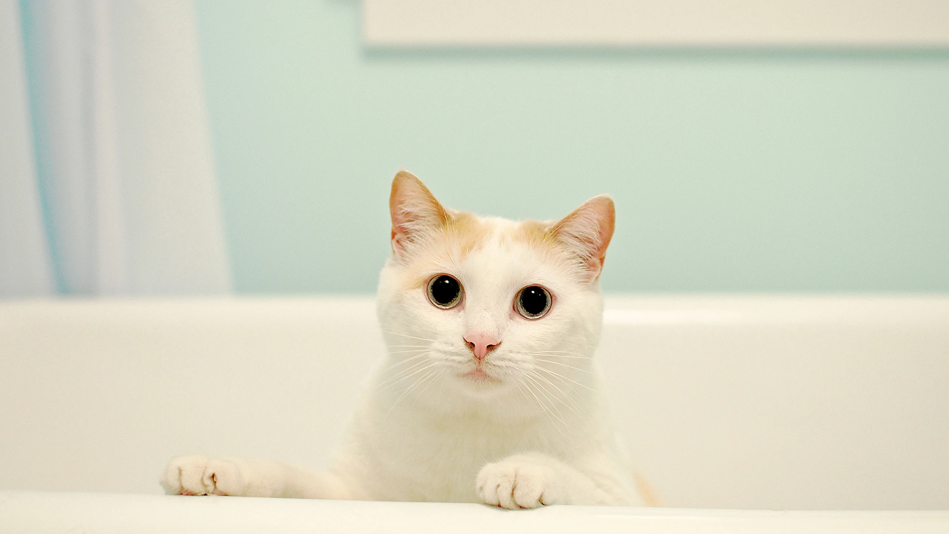 猫咪图片素材 可爱小猫壁纸大全