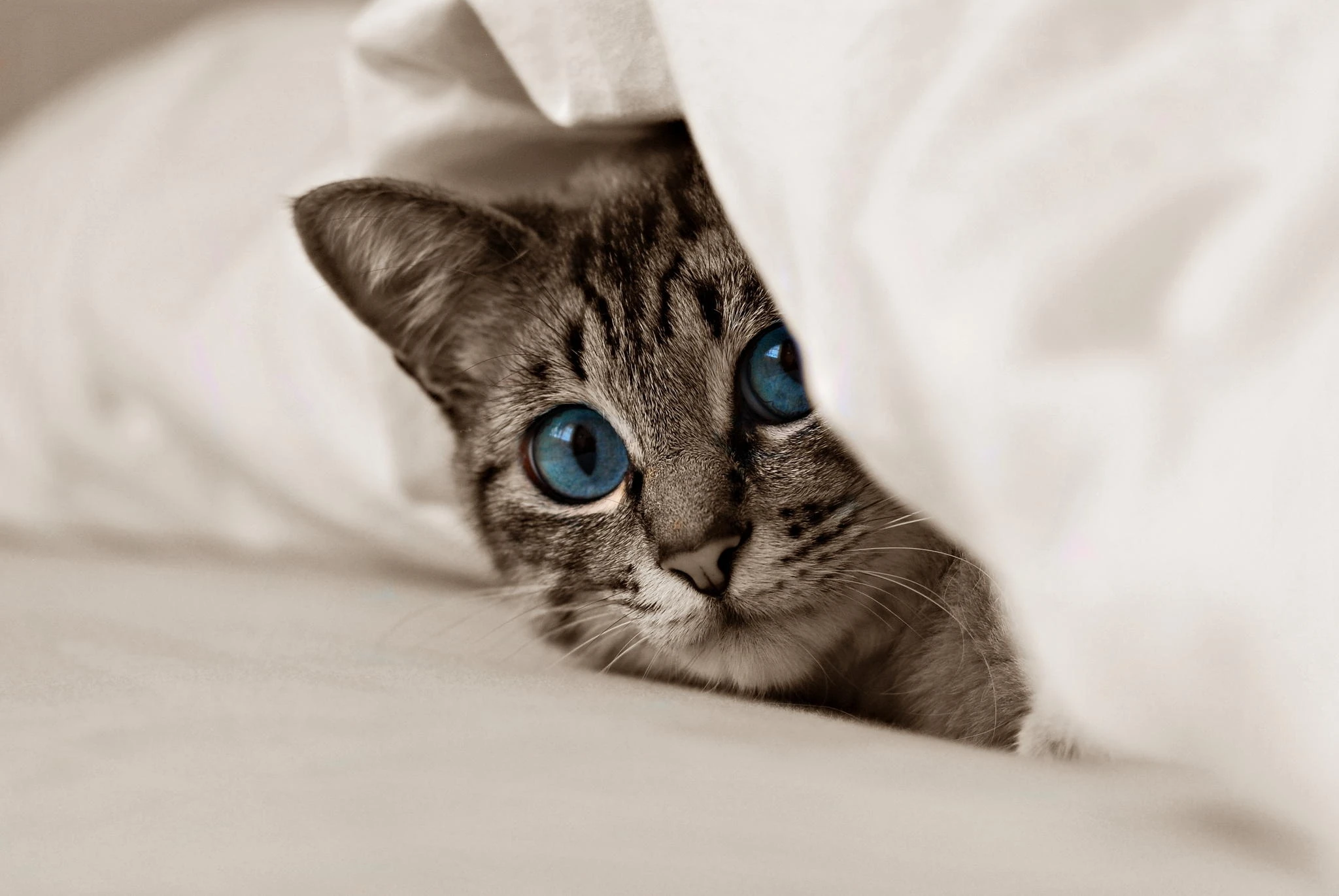 可爱猫咪高清图片 萌宠小猫壁纸大全