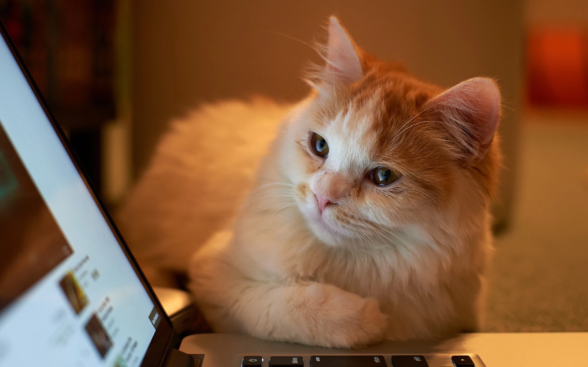 可爱猫咪壁纸 小猫高清摄影图片