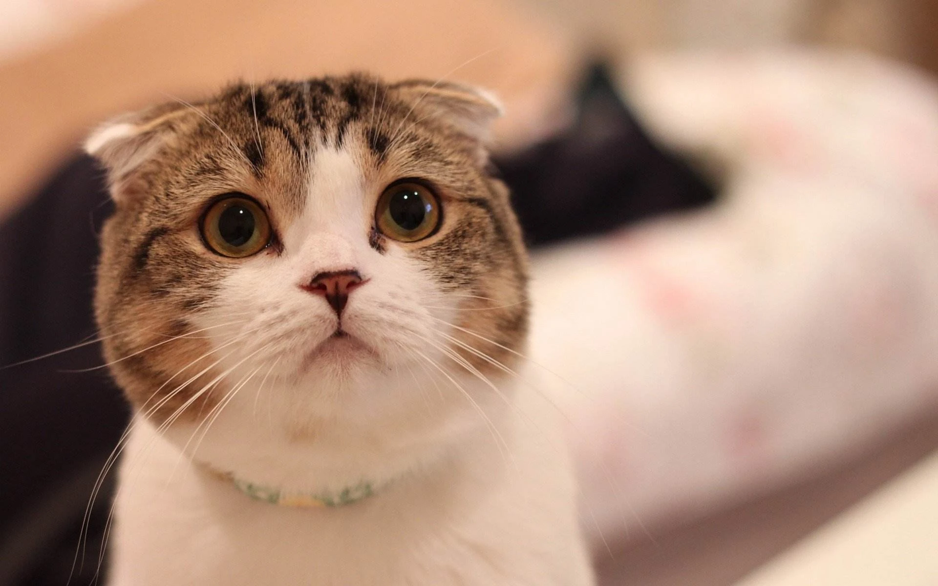 萌宠猫咪摄影 小猫高清图片壁纸