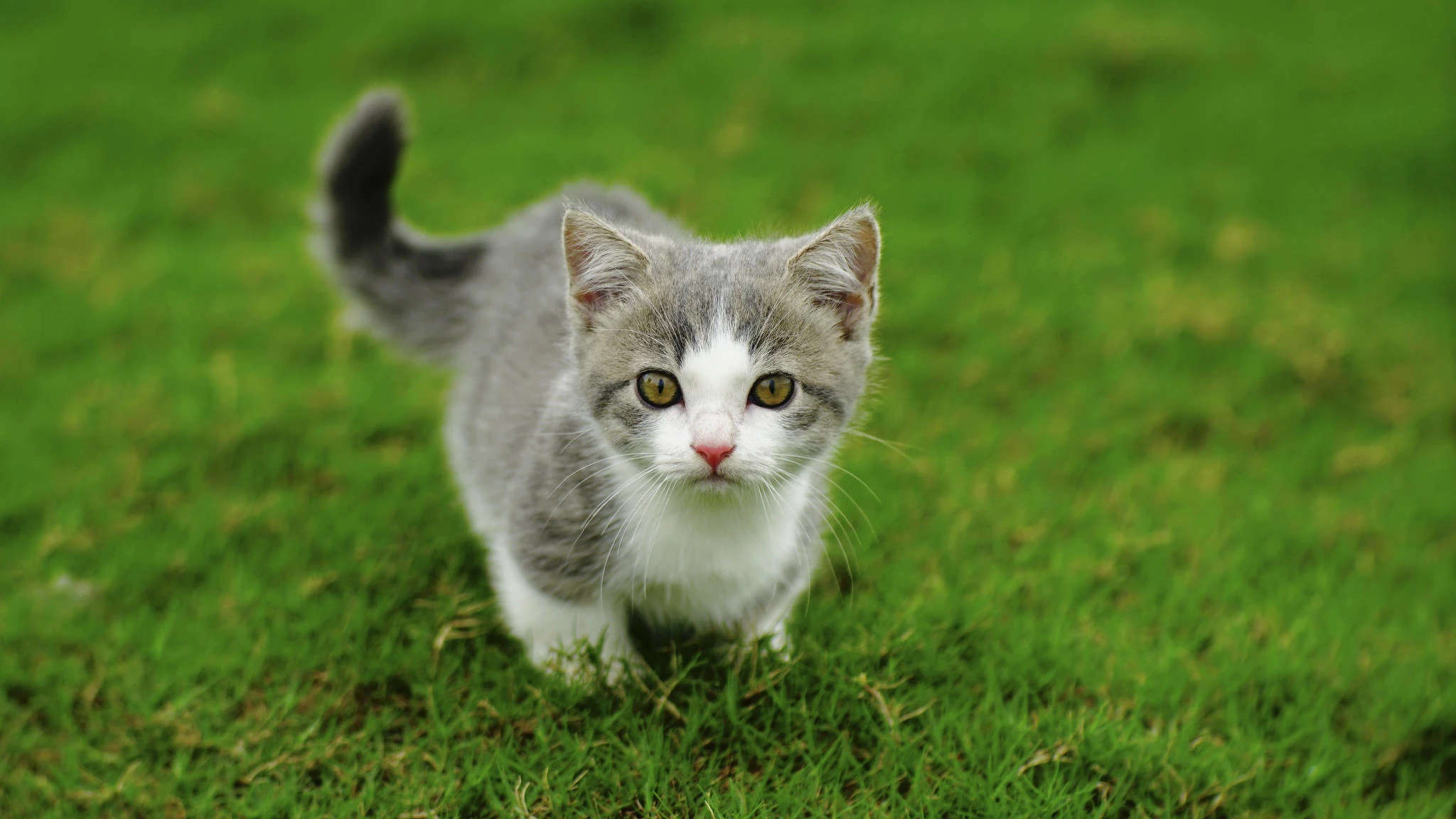 可爱猫咪高清图片 萌宠小猫壁纸大全