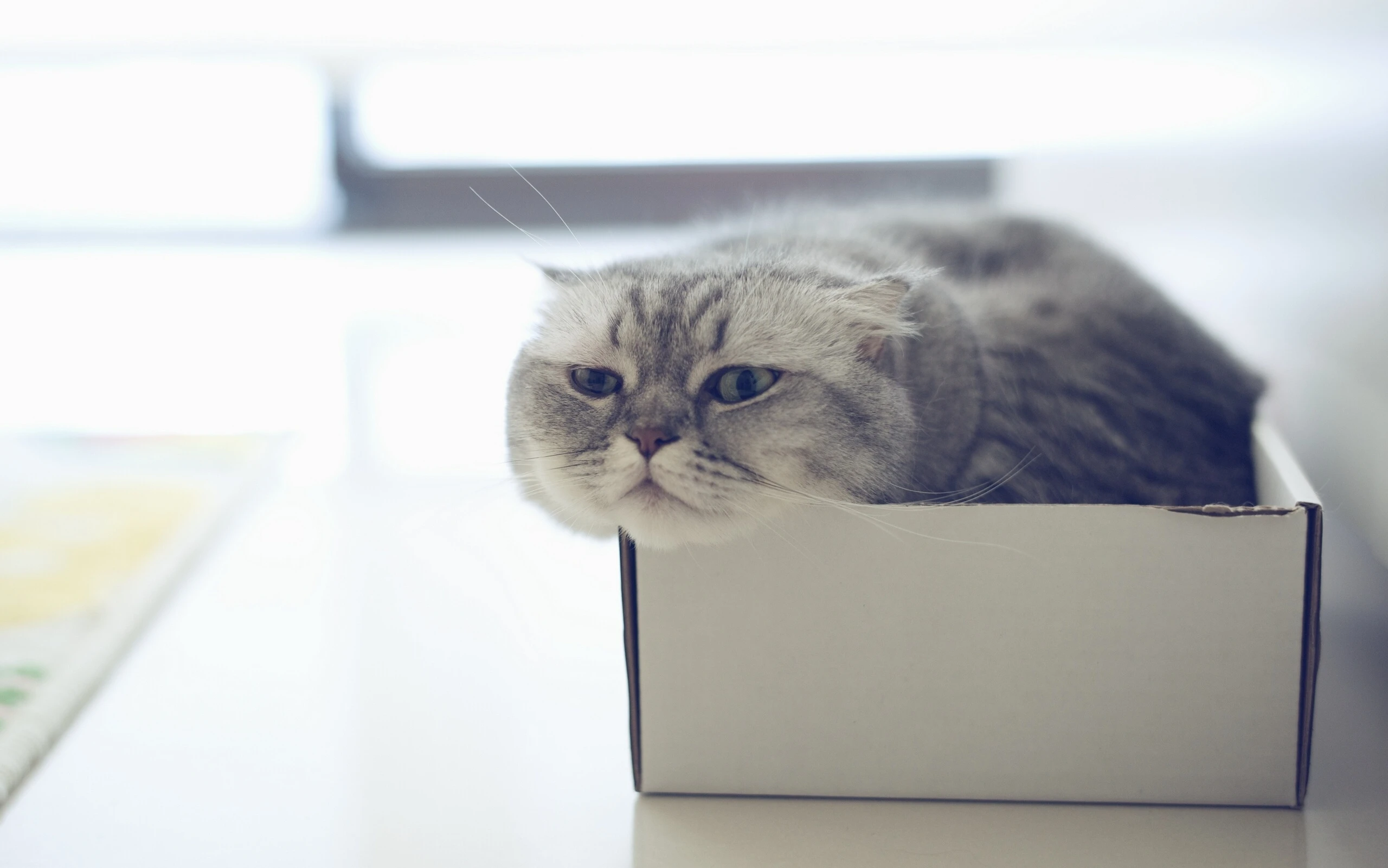 猫咪图片素材 可爱小猫壁纸大全