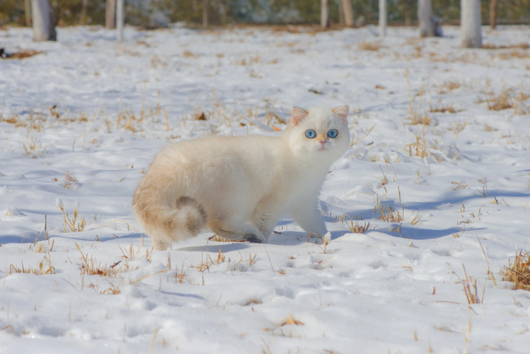 可爱猫咪壁纸 小猫高清摄影图片
