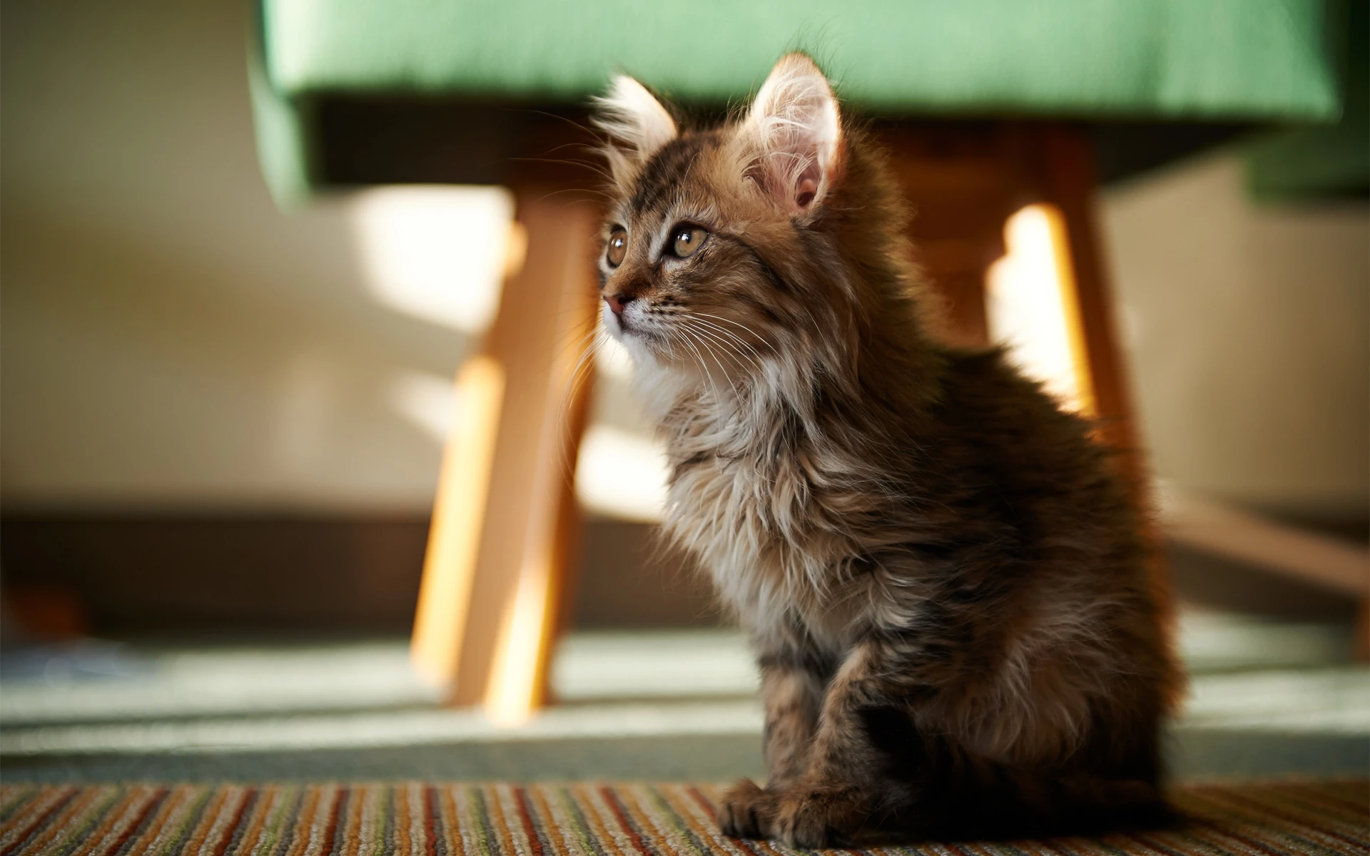 可爱小猫壁纸 猫咪图片高清合集