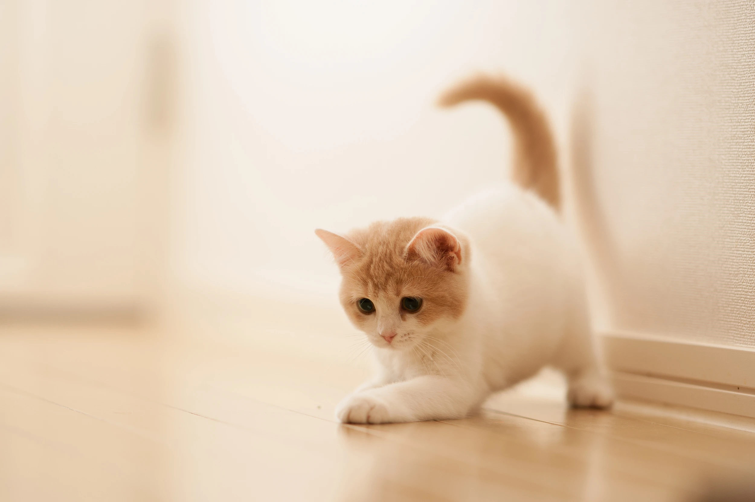 萌宠猫咪图片合集 小猫壁纸免费下载