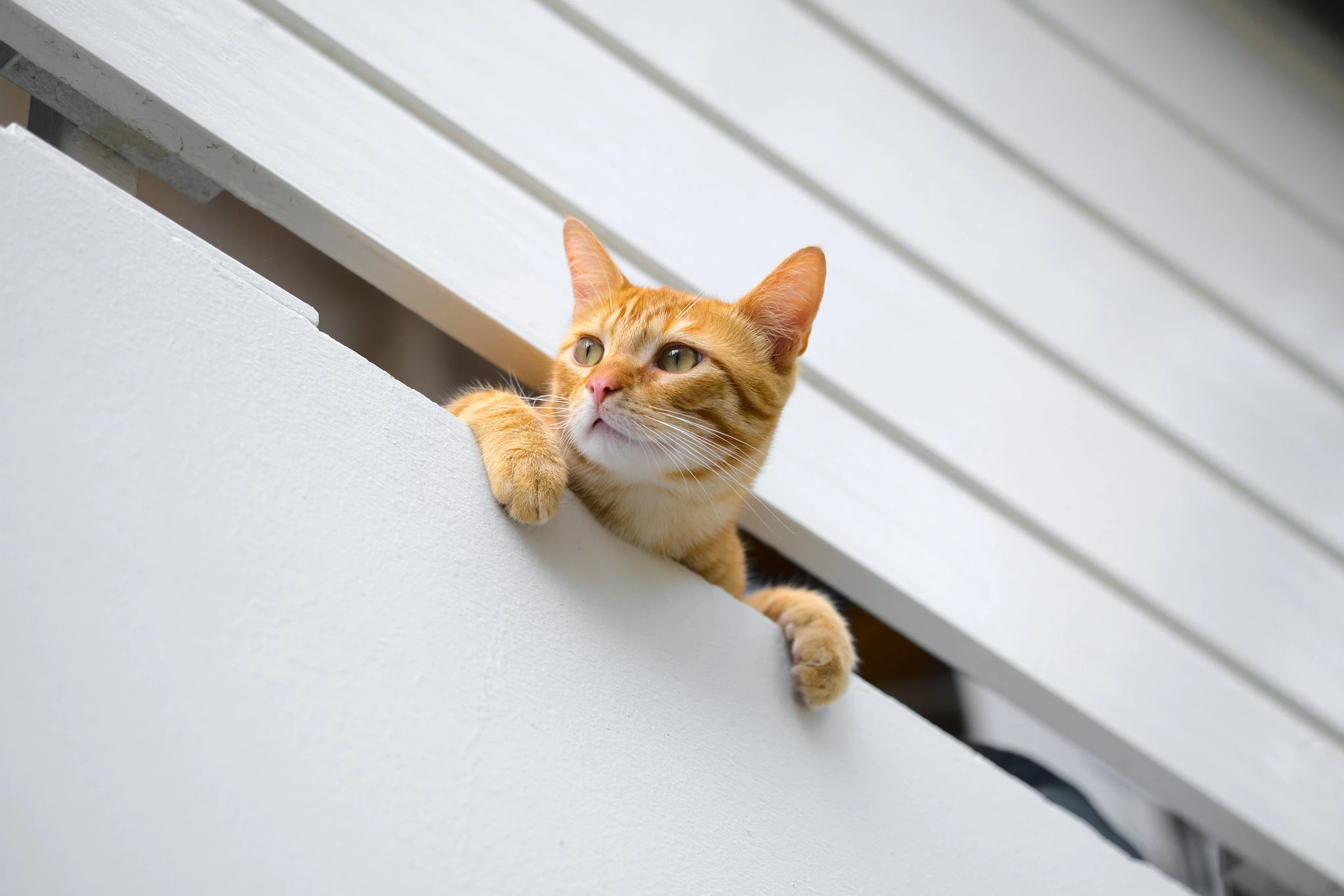 可爱小猫壁纸 猫咪图片高清合集
