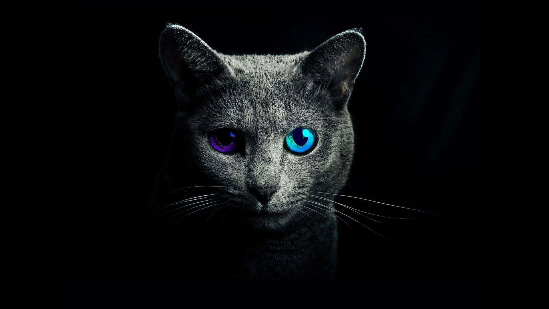 萌宠猫咪摄影 小猫高清图片壁纸