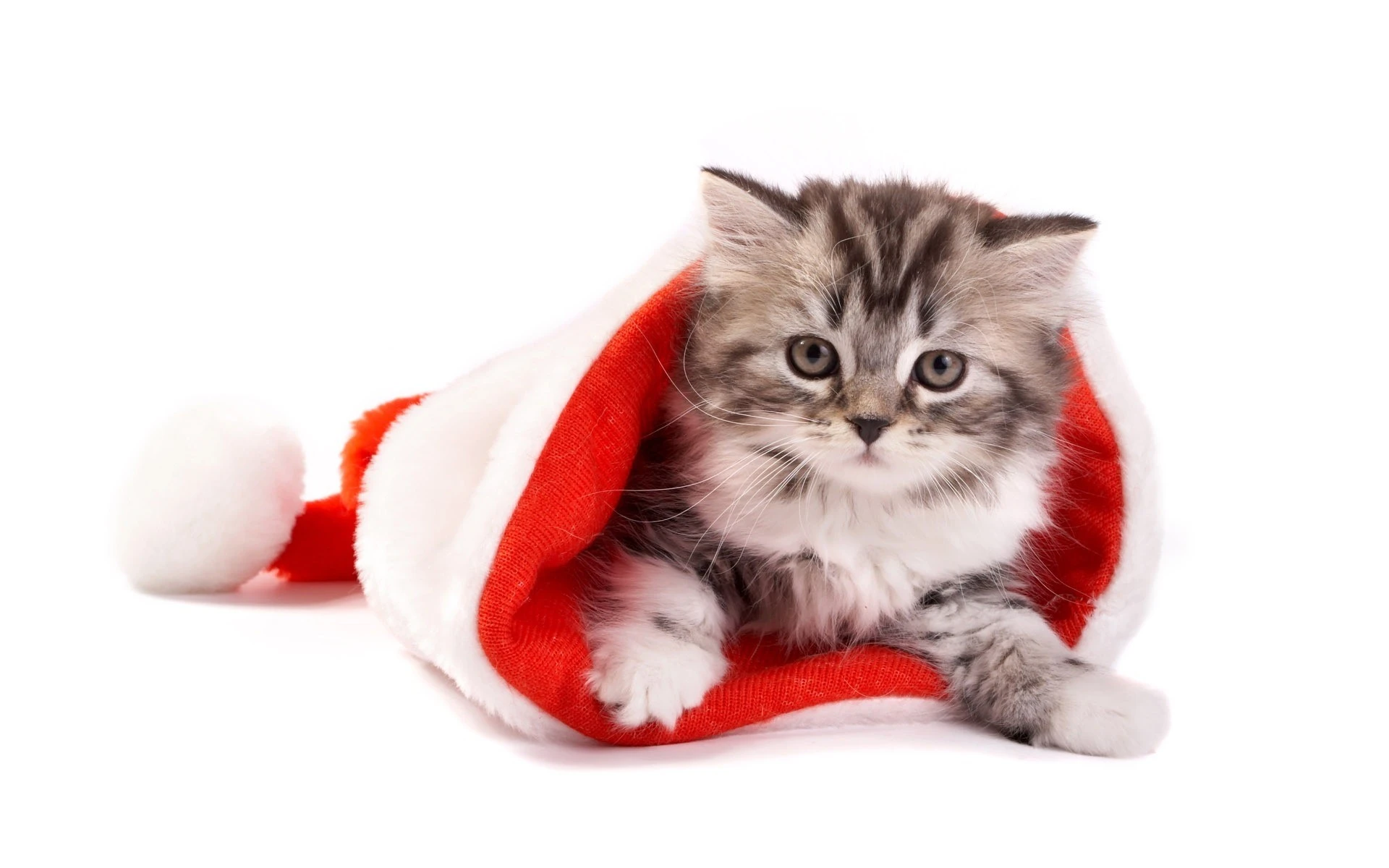 猫咪图片素材 可爱小猫壁纸大全