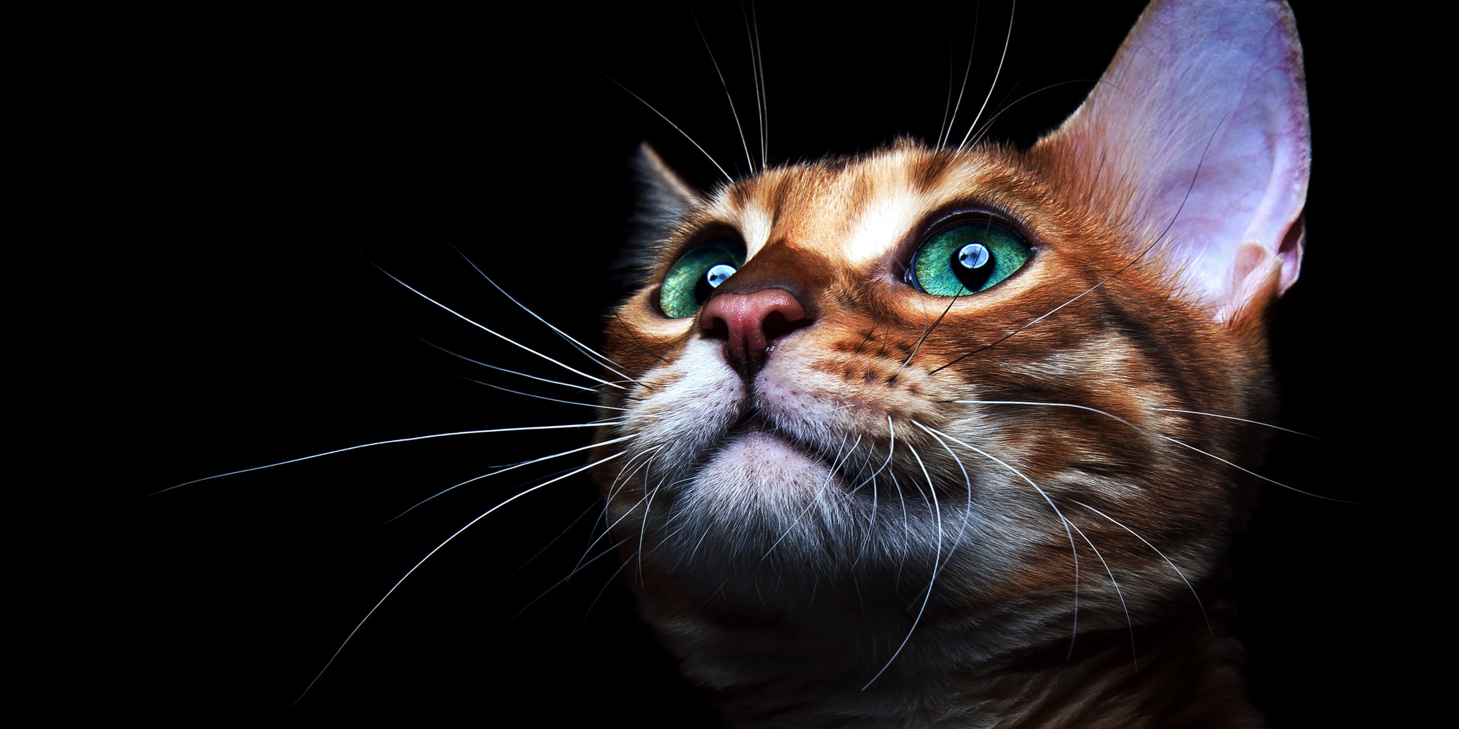 橘猫慵懒趴在窗台 高清图片