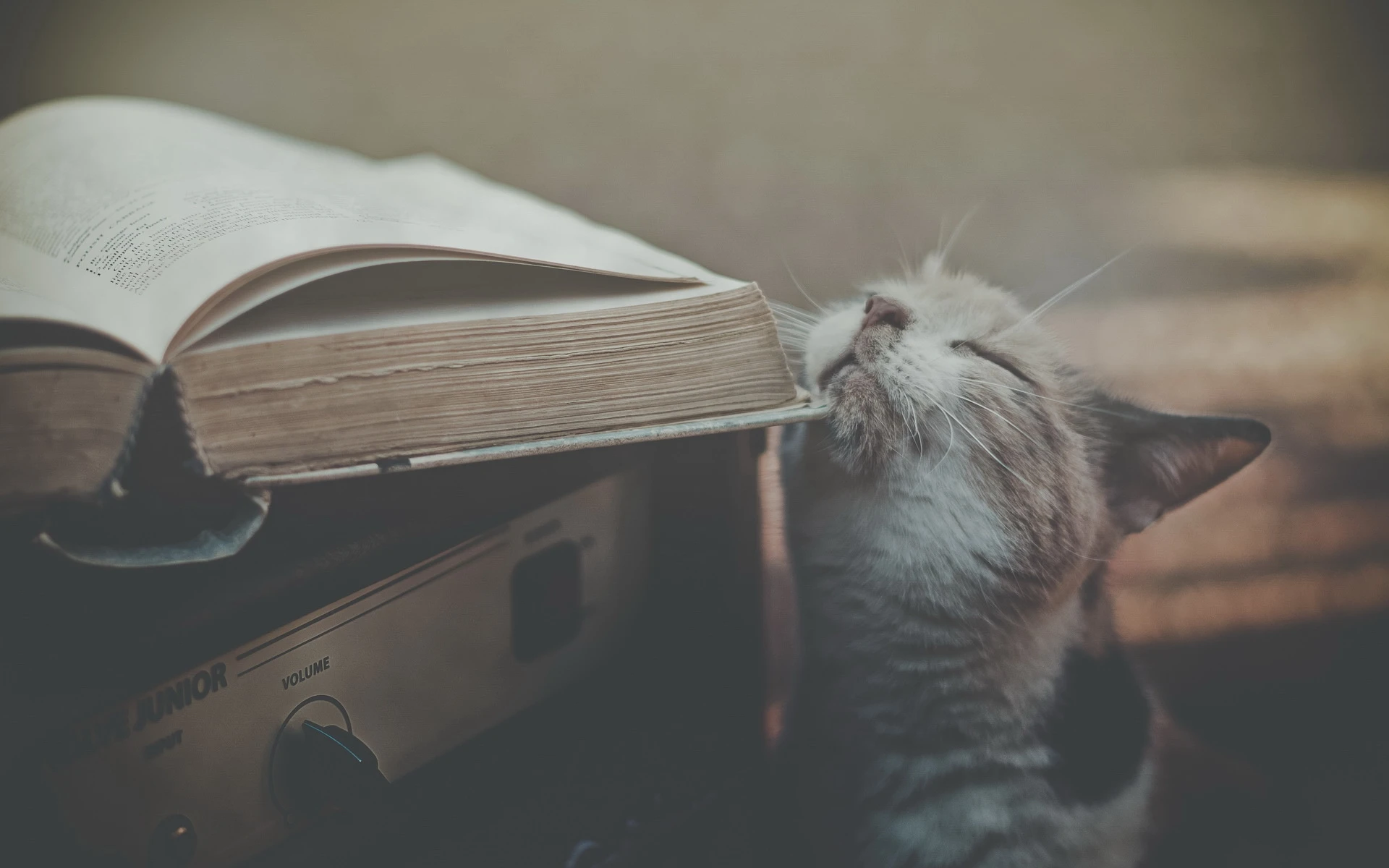 可爱猫咪壁纸 小猫高清摄影图片
