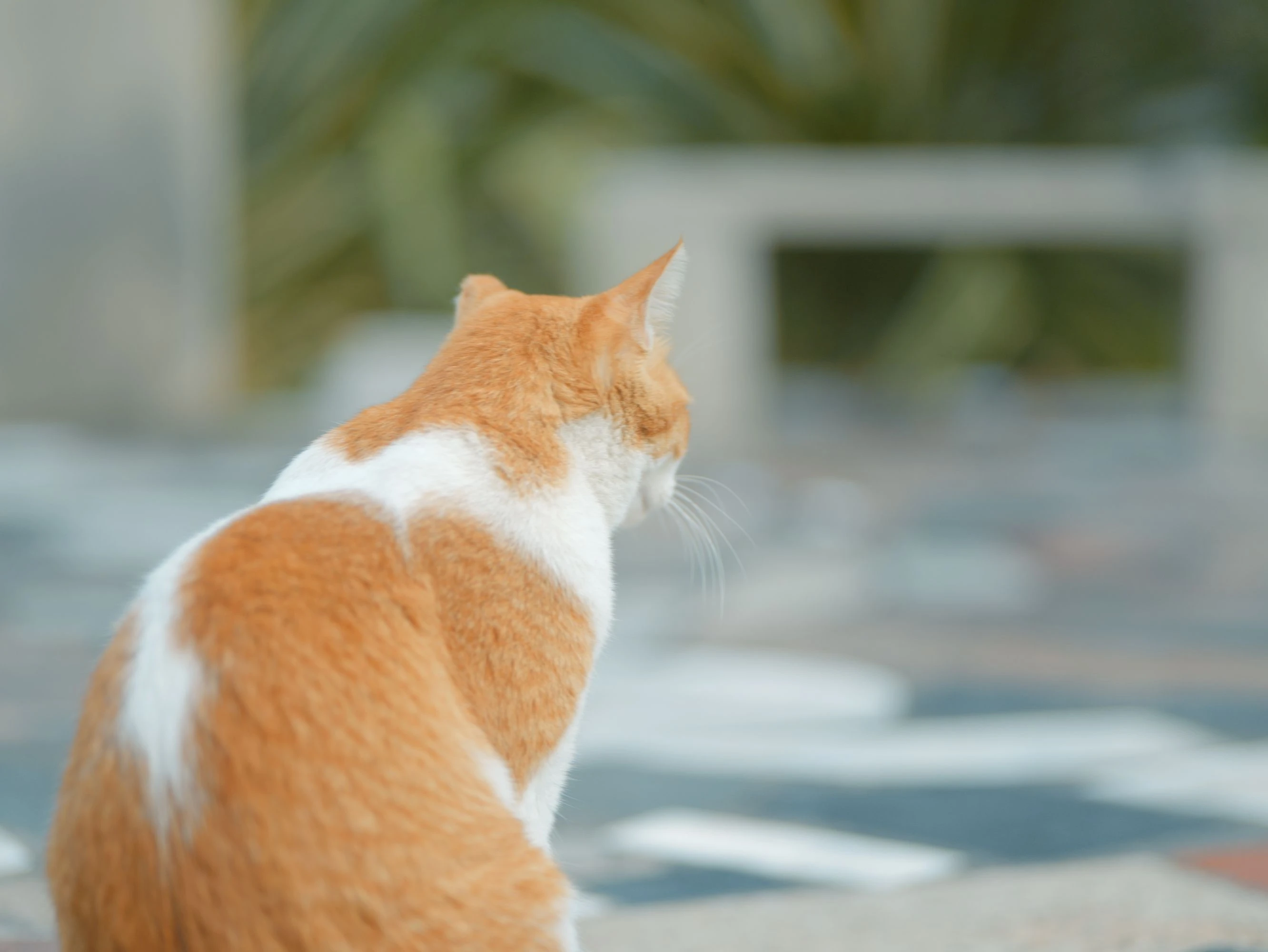可爱小猫壁纸 猫咪图片高清合集
