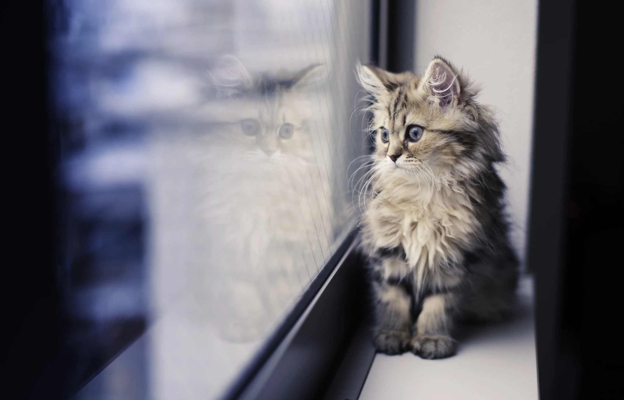 萌宠猫咪摄影 小猫高清图片壁纸