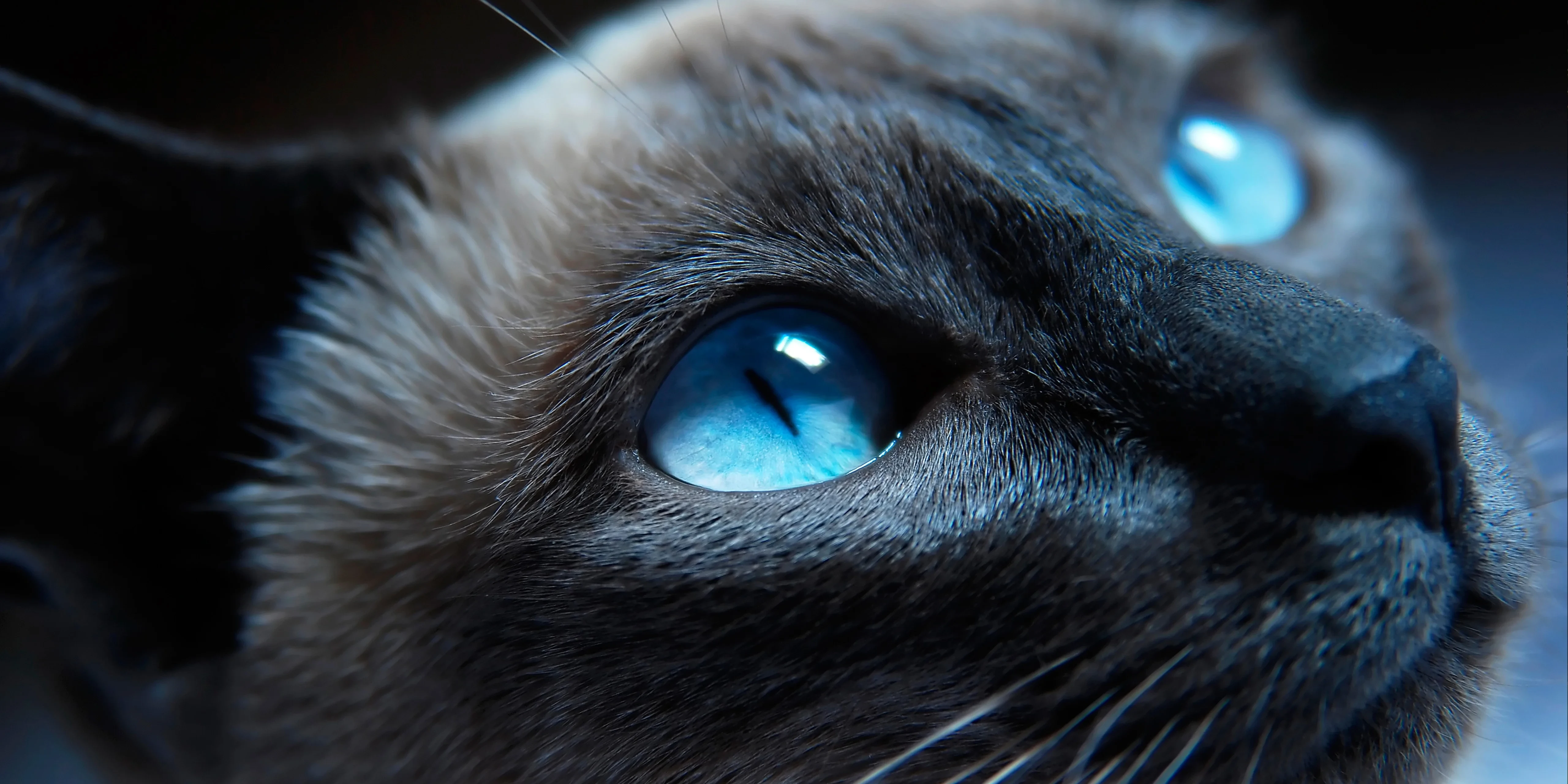 布偶猫优雅舔毛 可爱写真