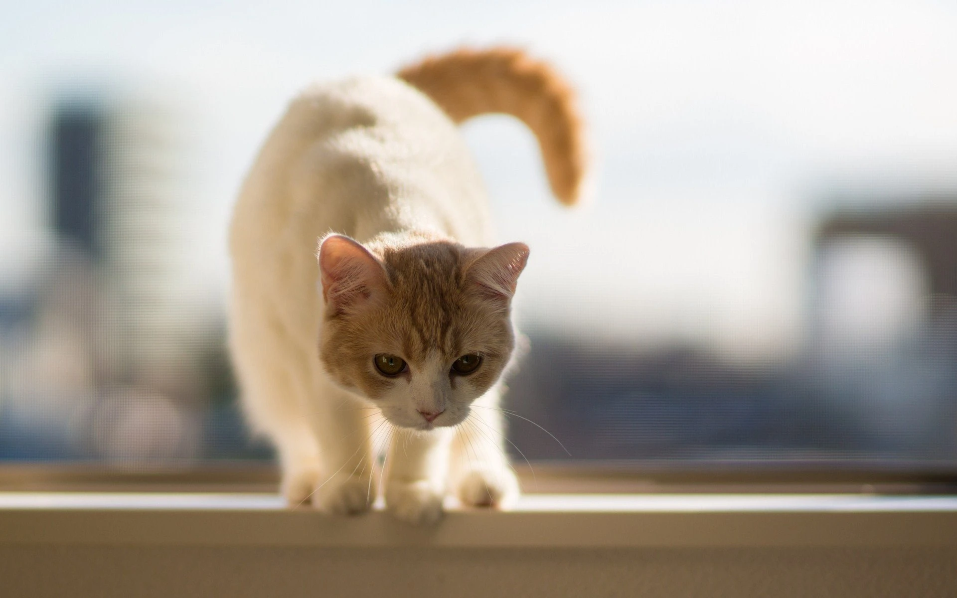 高清小猫图片 萌宠猫咪壁纸合集