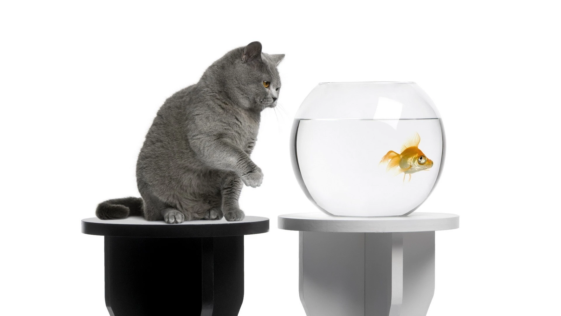 萌宠猫咪图片合集 小猫壁纸免费下载