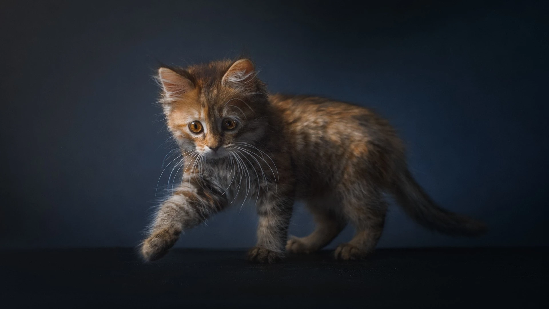 小猫图片大全 萌宠猫咪高清摄影素材