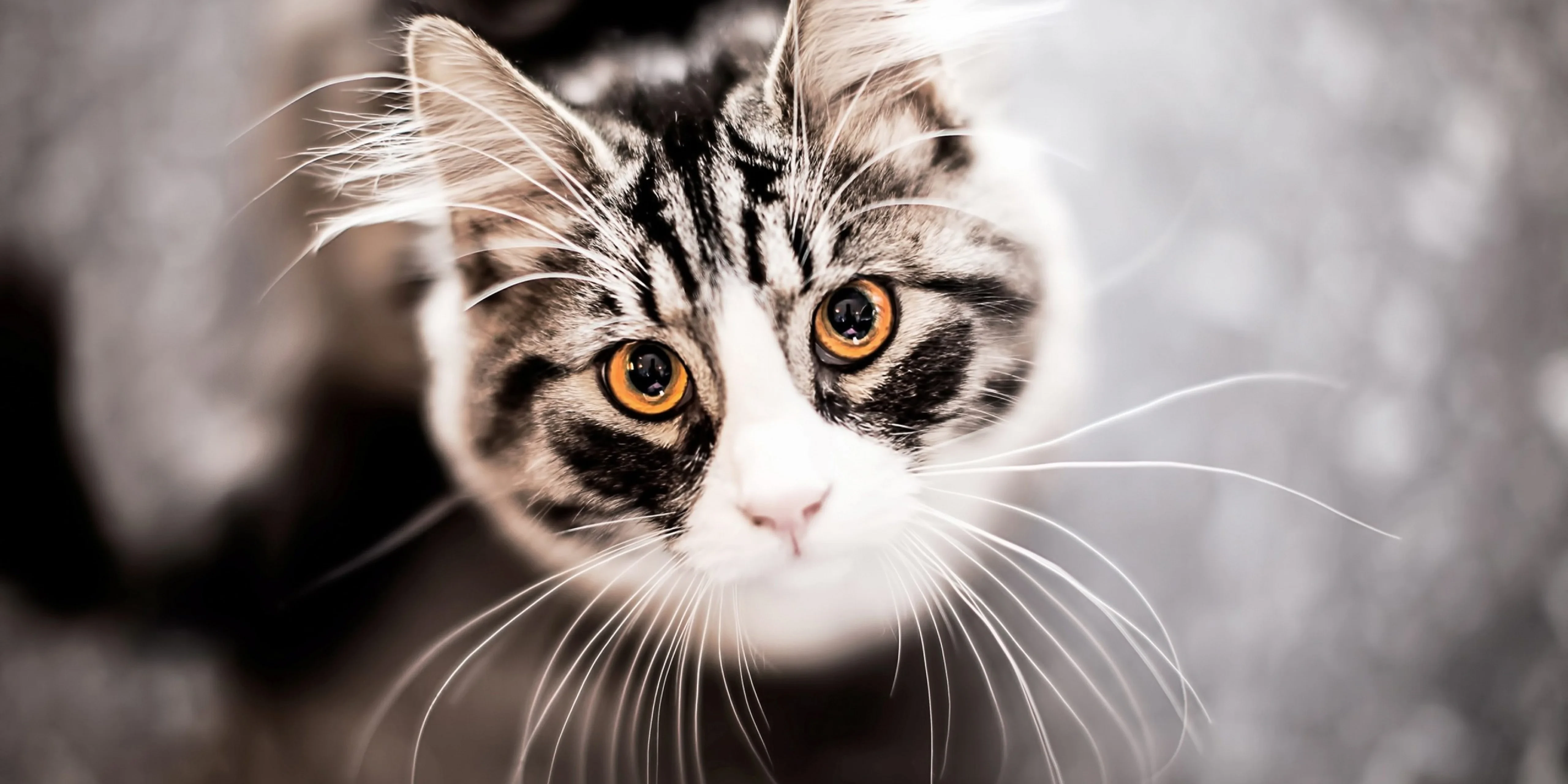 黑猫好奇玩逗猫棒 趣味素材