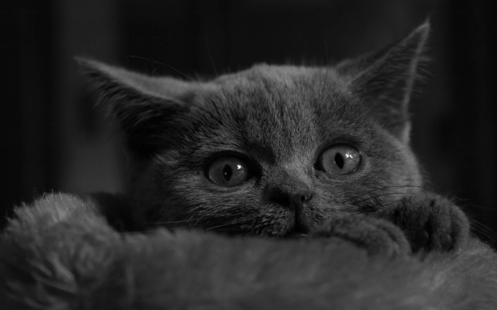 可爱小猫壁纸 猫咪图片高清合集