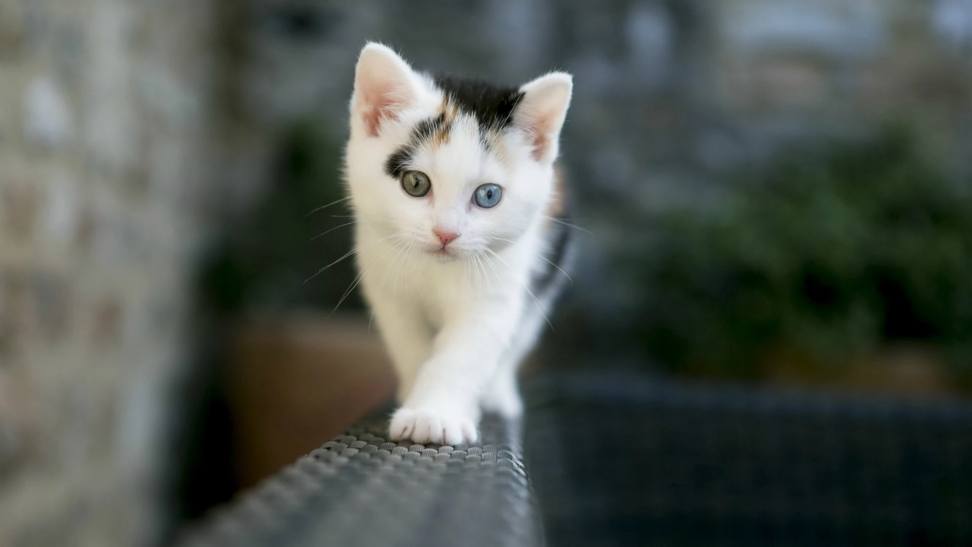 高清猫咪壁纸 可爱小猫图片欣赏