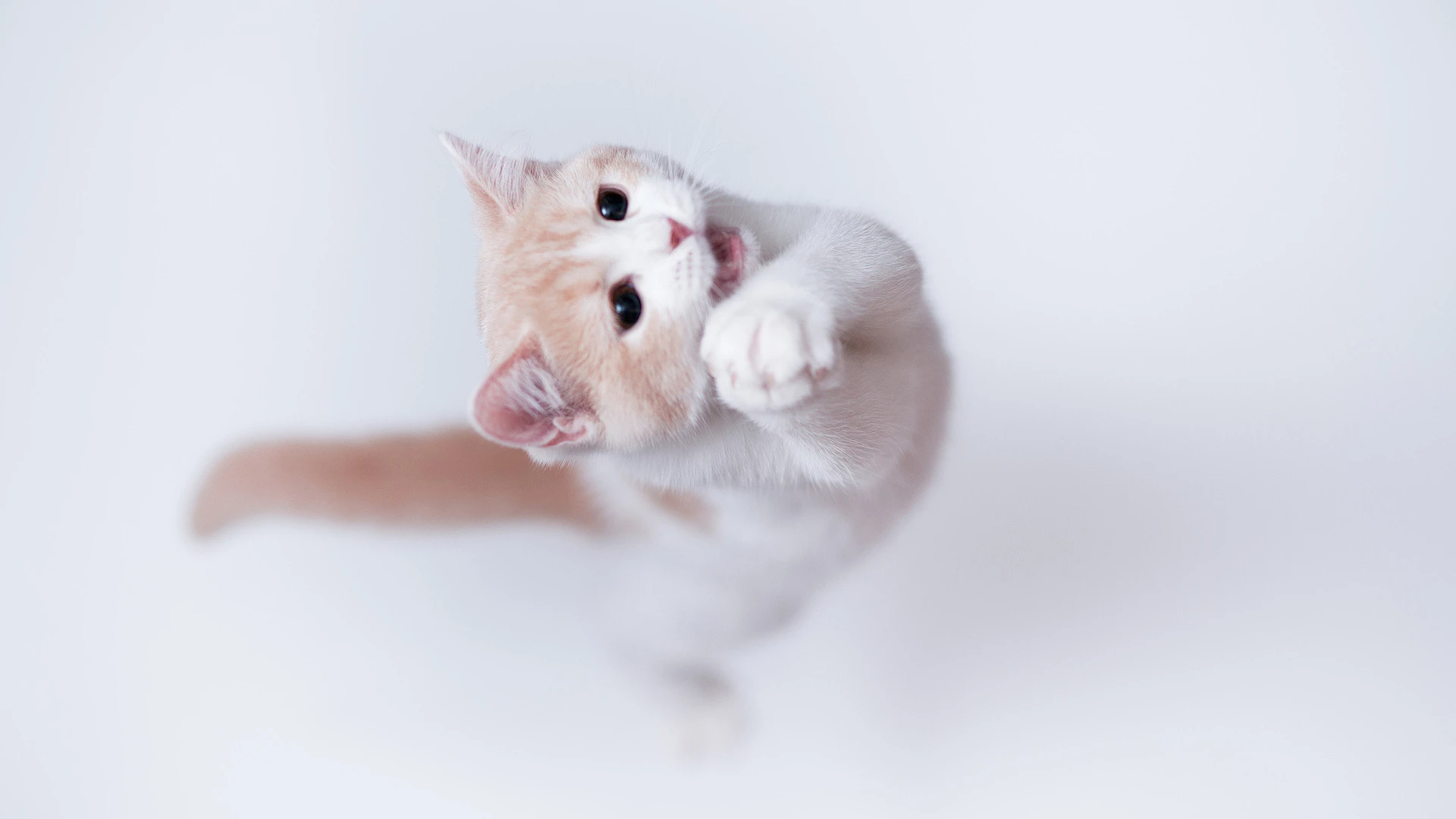 高清小猫图片 萌宠猫咪壁纸合集