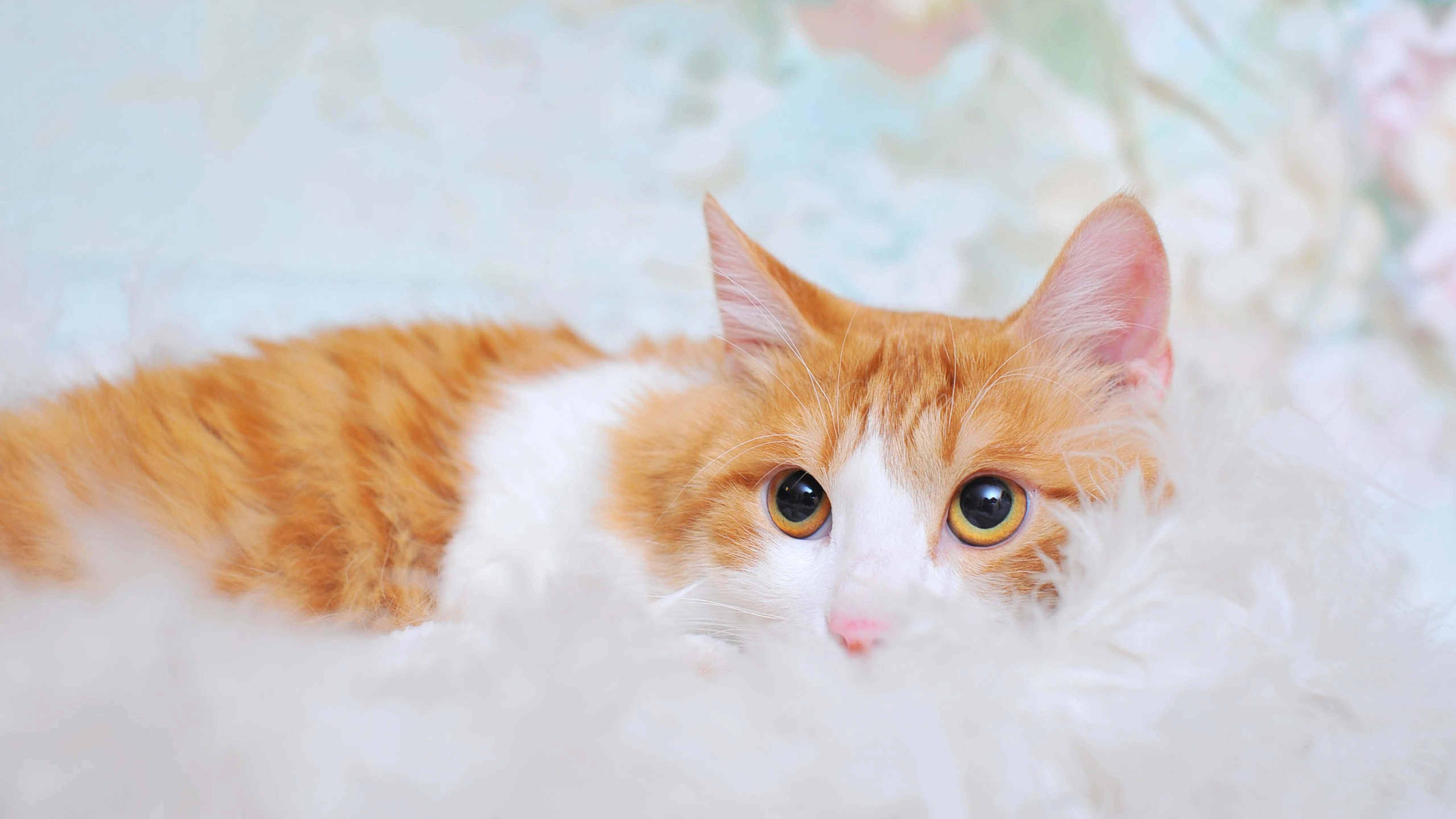 三花猫歪头看镜头 萌系图片