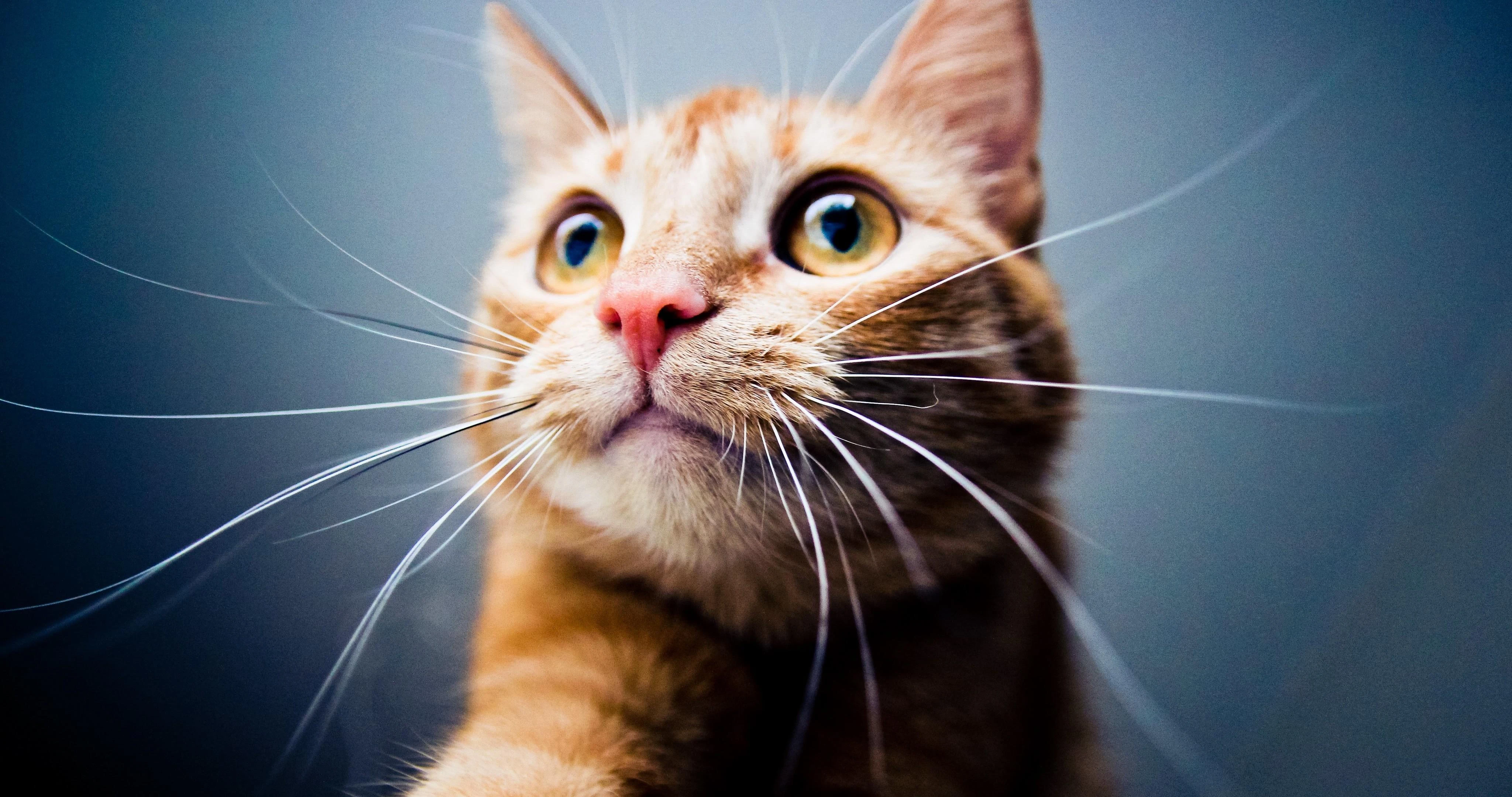 猫咪揣手蹲沙发 高清写真