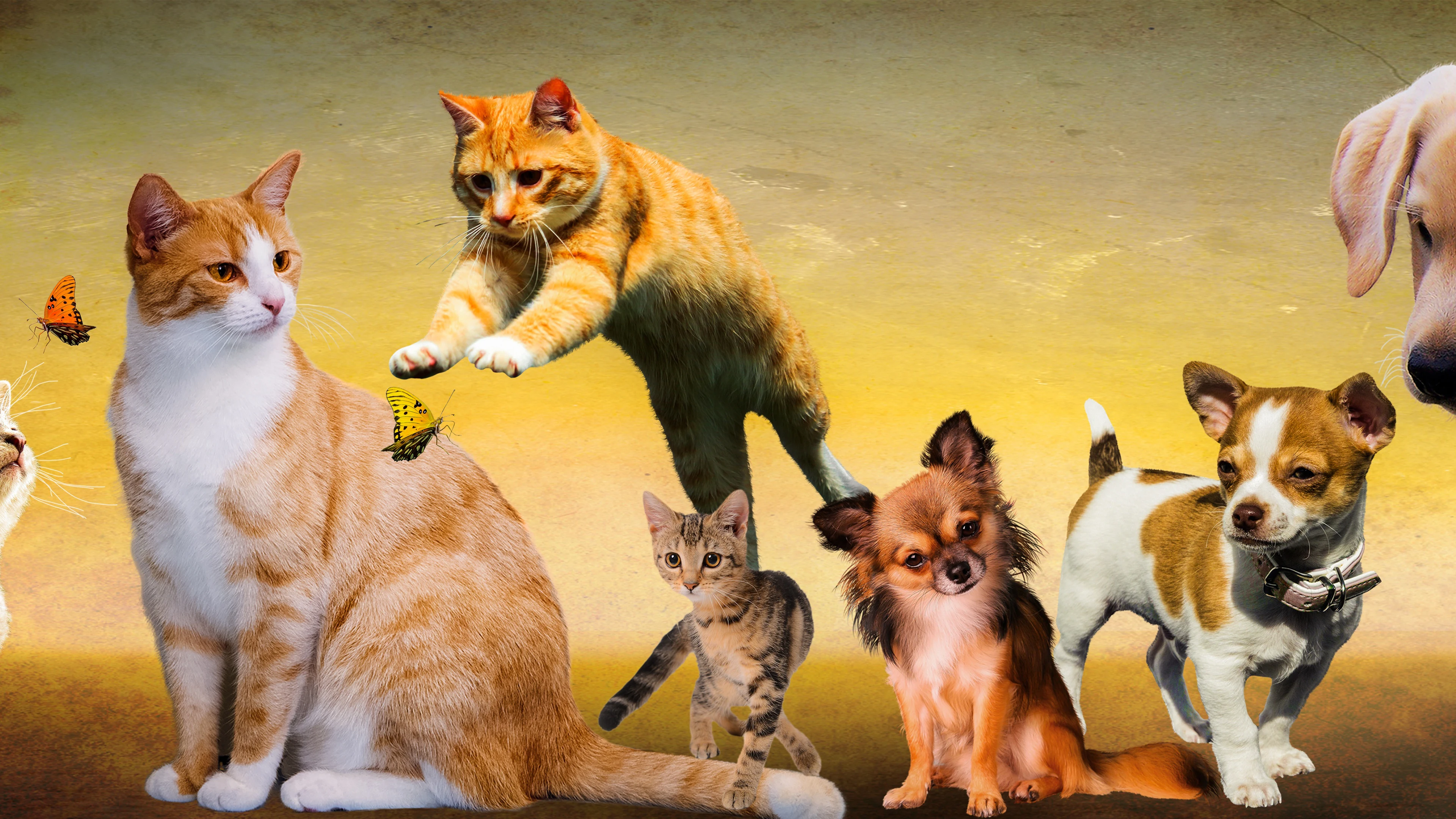 橘猫慵懒趴在窗台 高清图片
