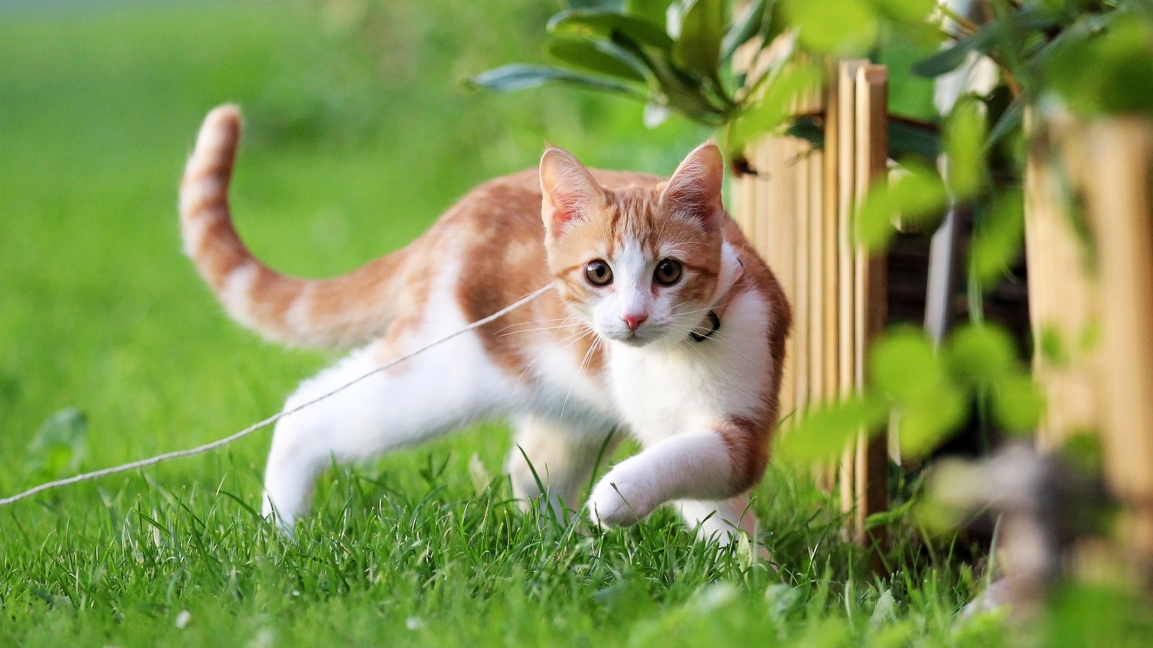 4k动物图片 奶猫蜷缩睡觉 软萌照片