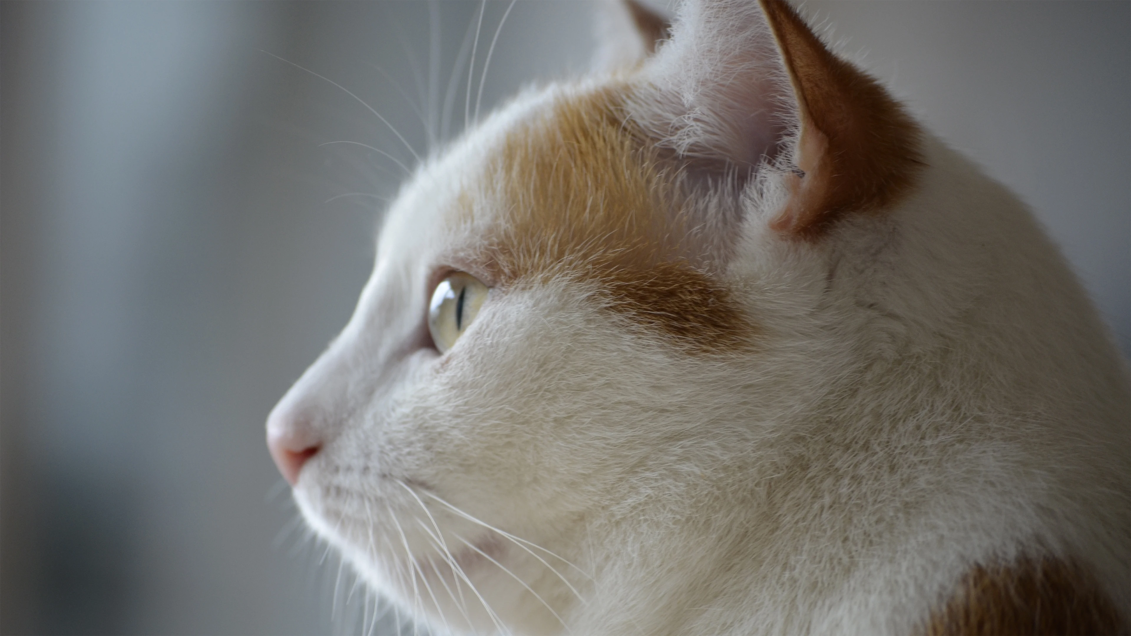 4k动物图片 奶猫蜷缩睡觉 软萌照片