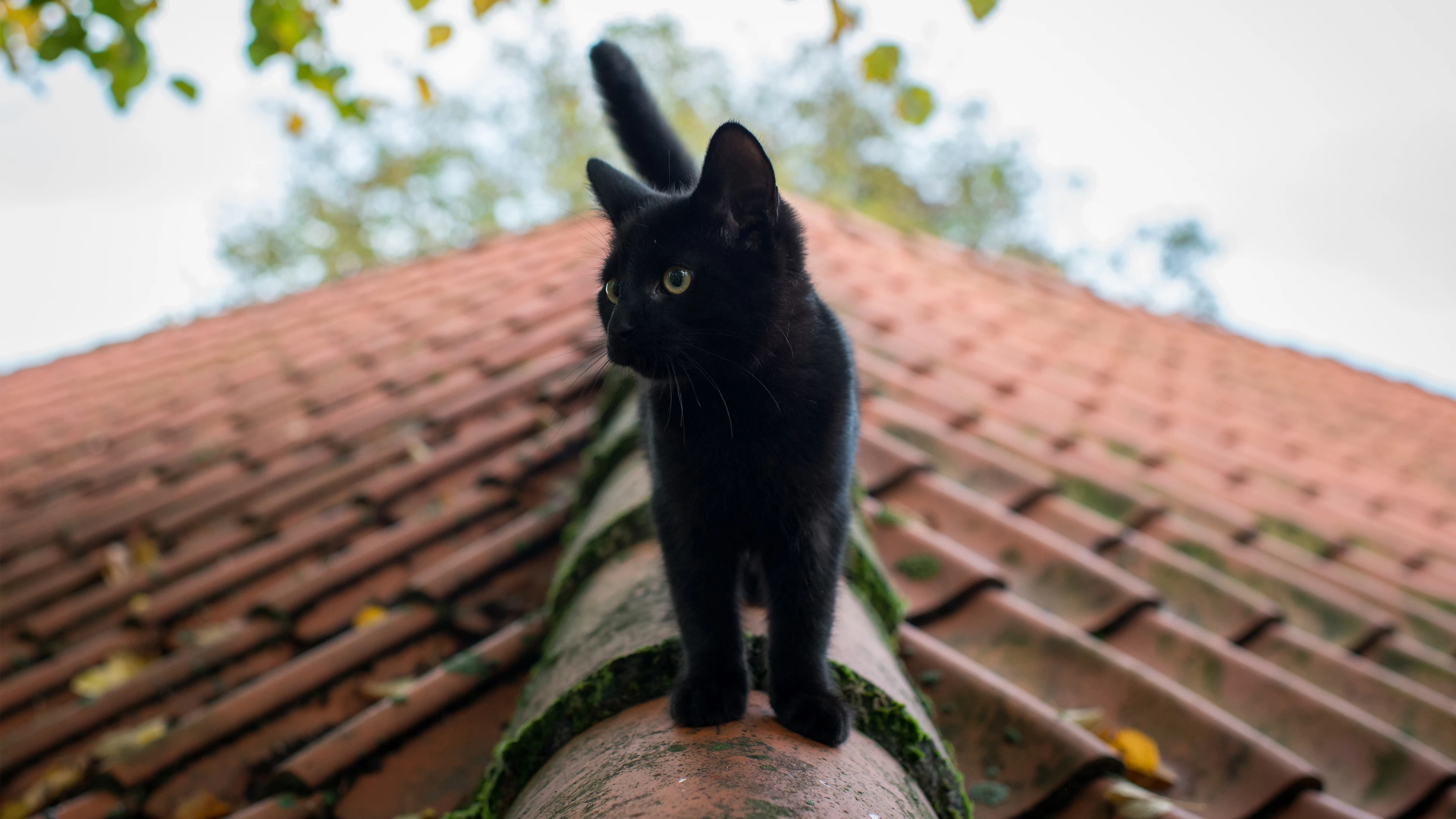 布偶猫优雅舔毛 可爱写真