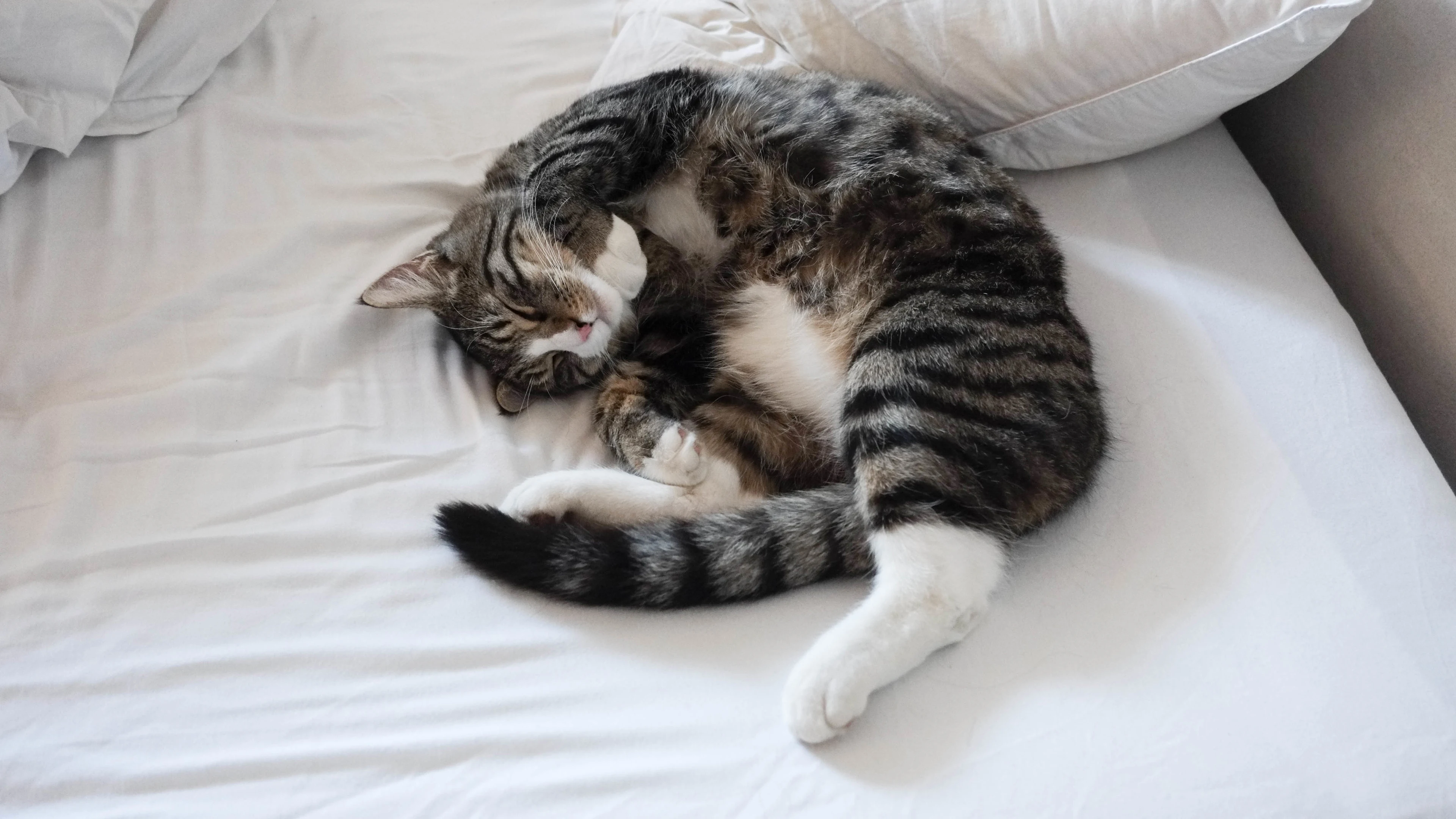 三花猫歪头看镜头 萌系图片
