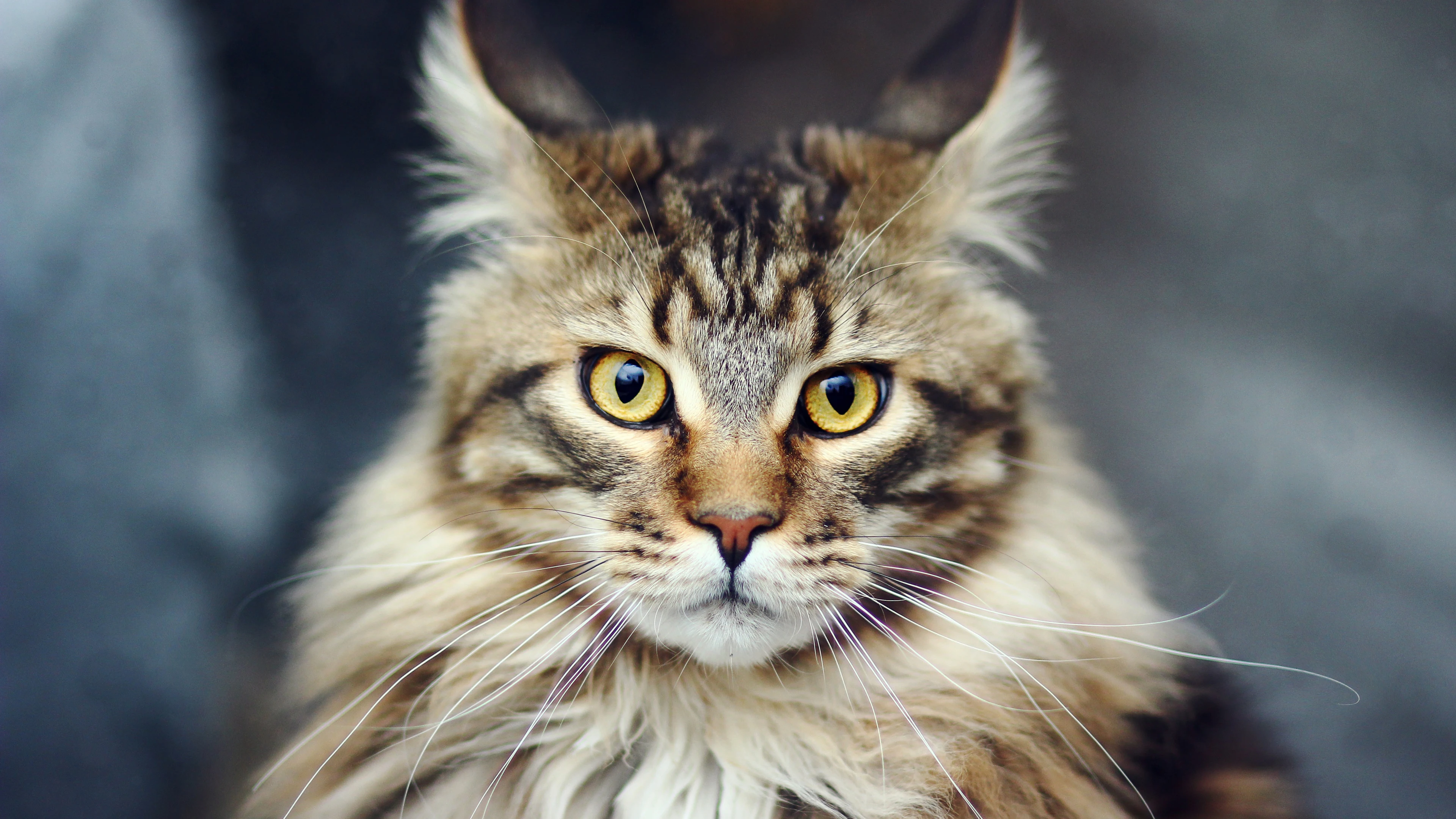 三花猫歪头看镜头 萌系图片