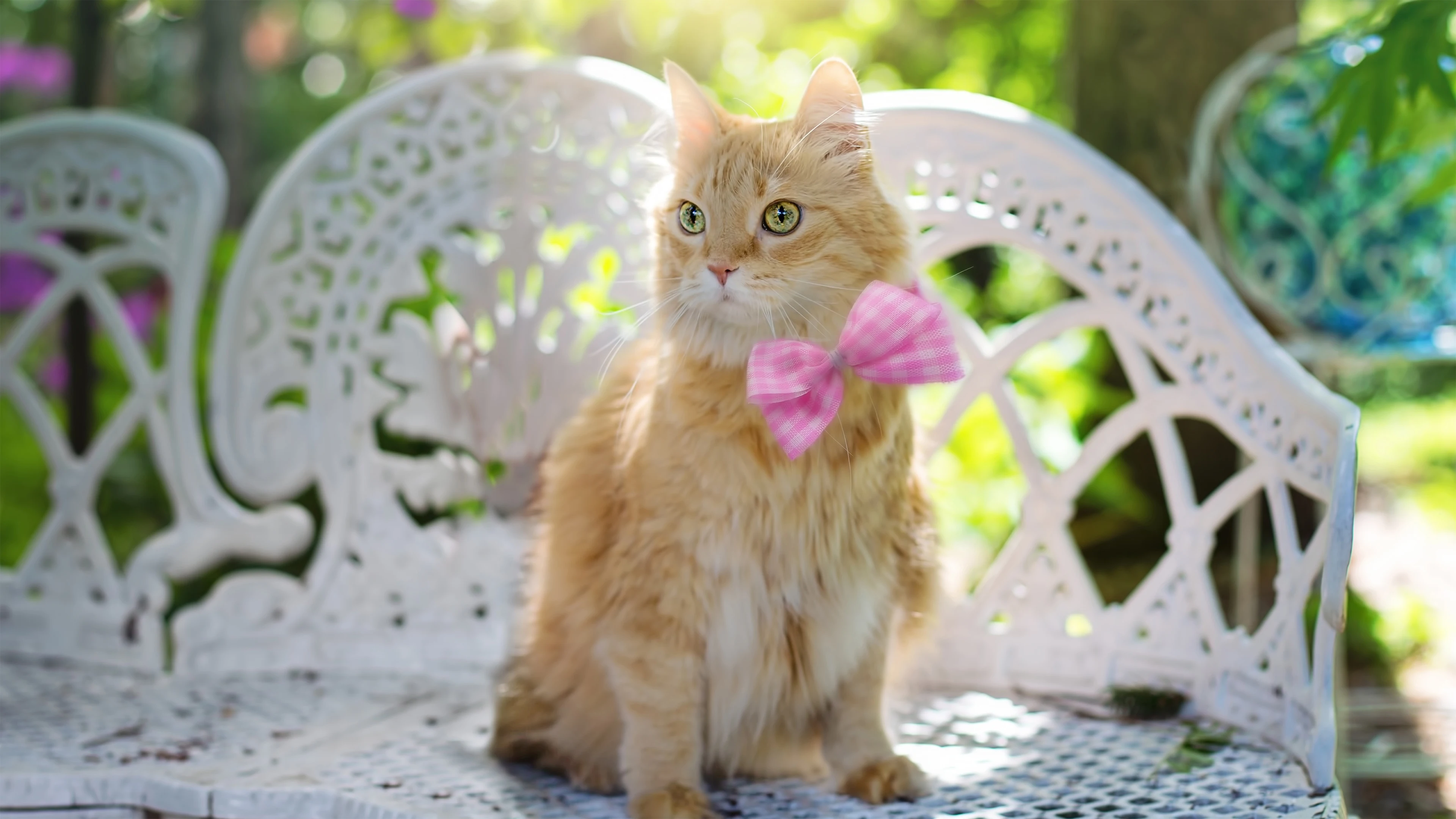 猫咪蹭桌面撒娇 可爱图片