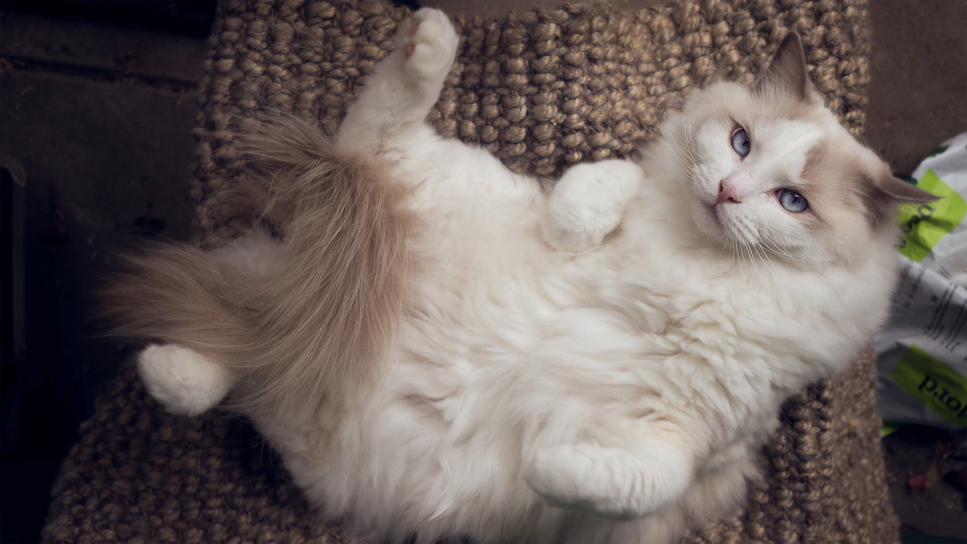 黑猫好奇玩逗猫棒 趣味素材