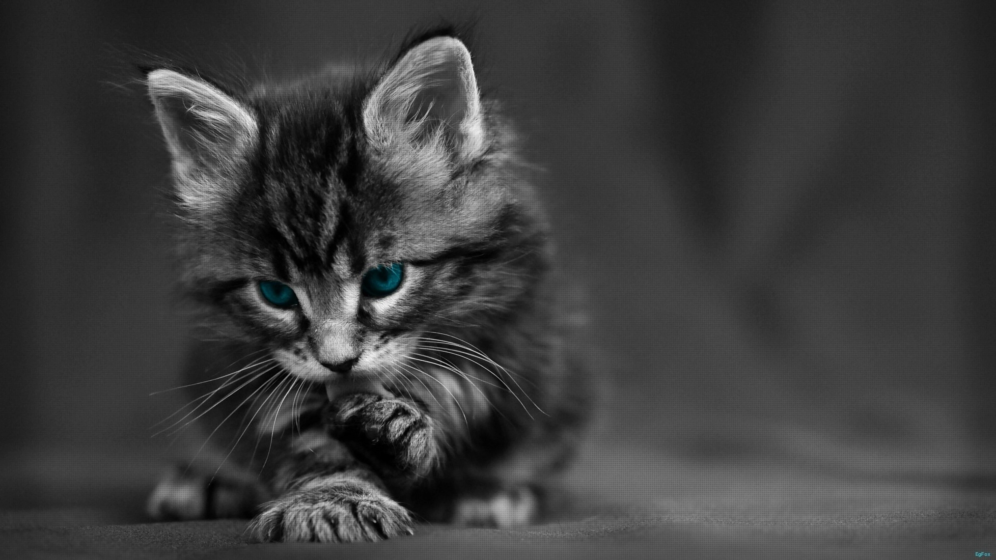 黑猫好奇玩逗猫棒 趣味素材