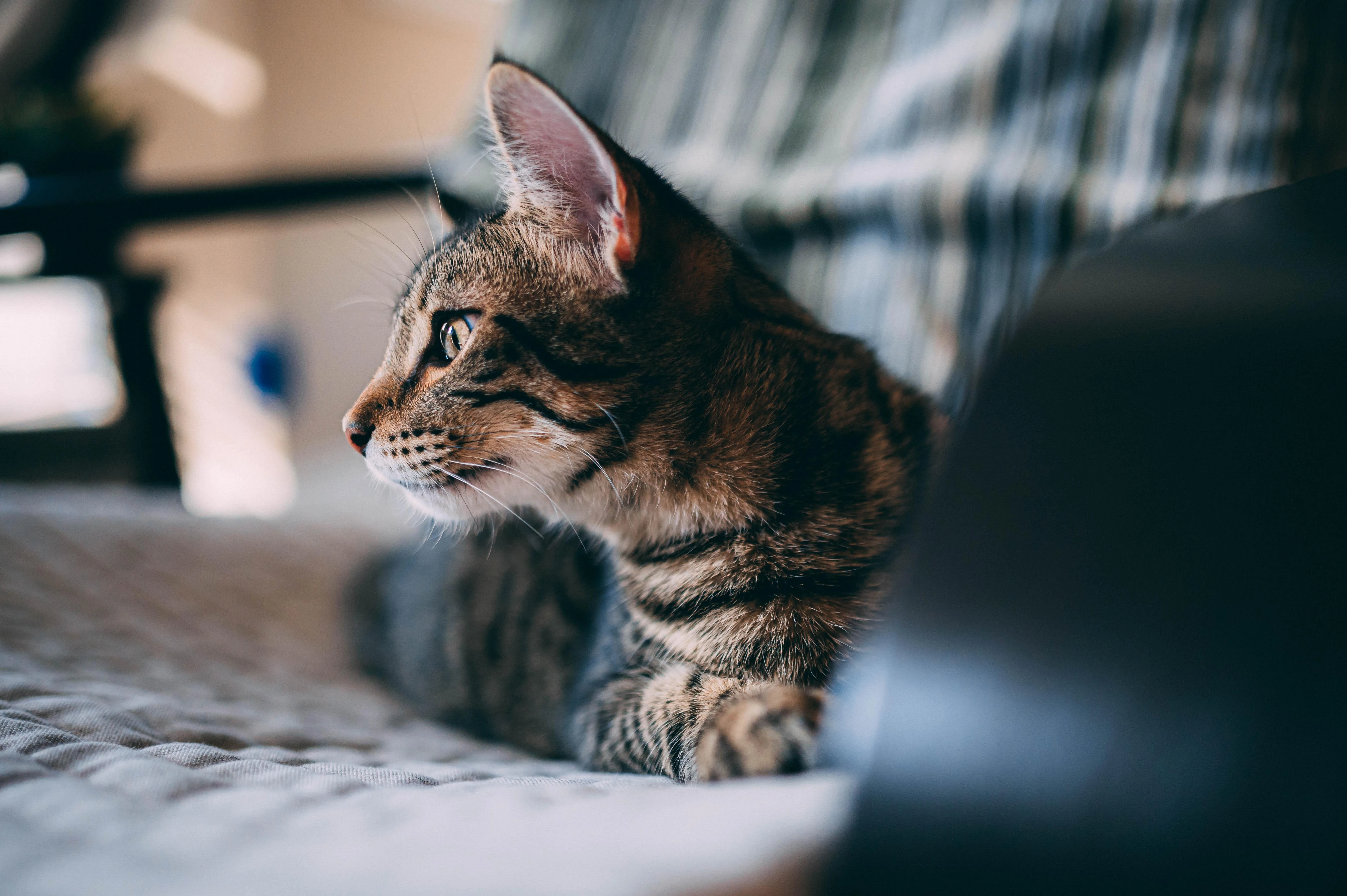 橘猫慵懒趴在窗台 高清图片