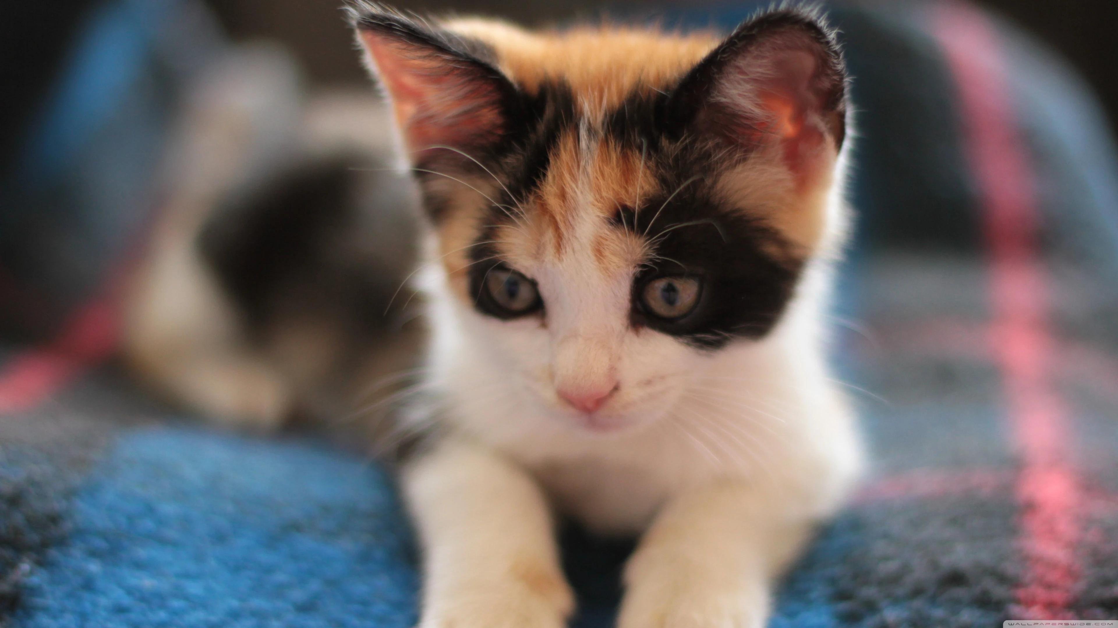 黑猫好奇玩逗猫棒 趣味素材