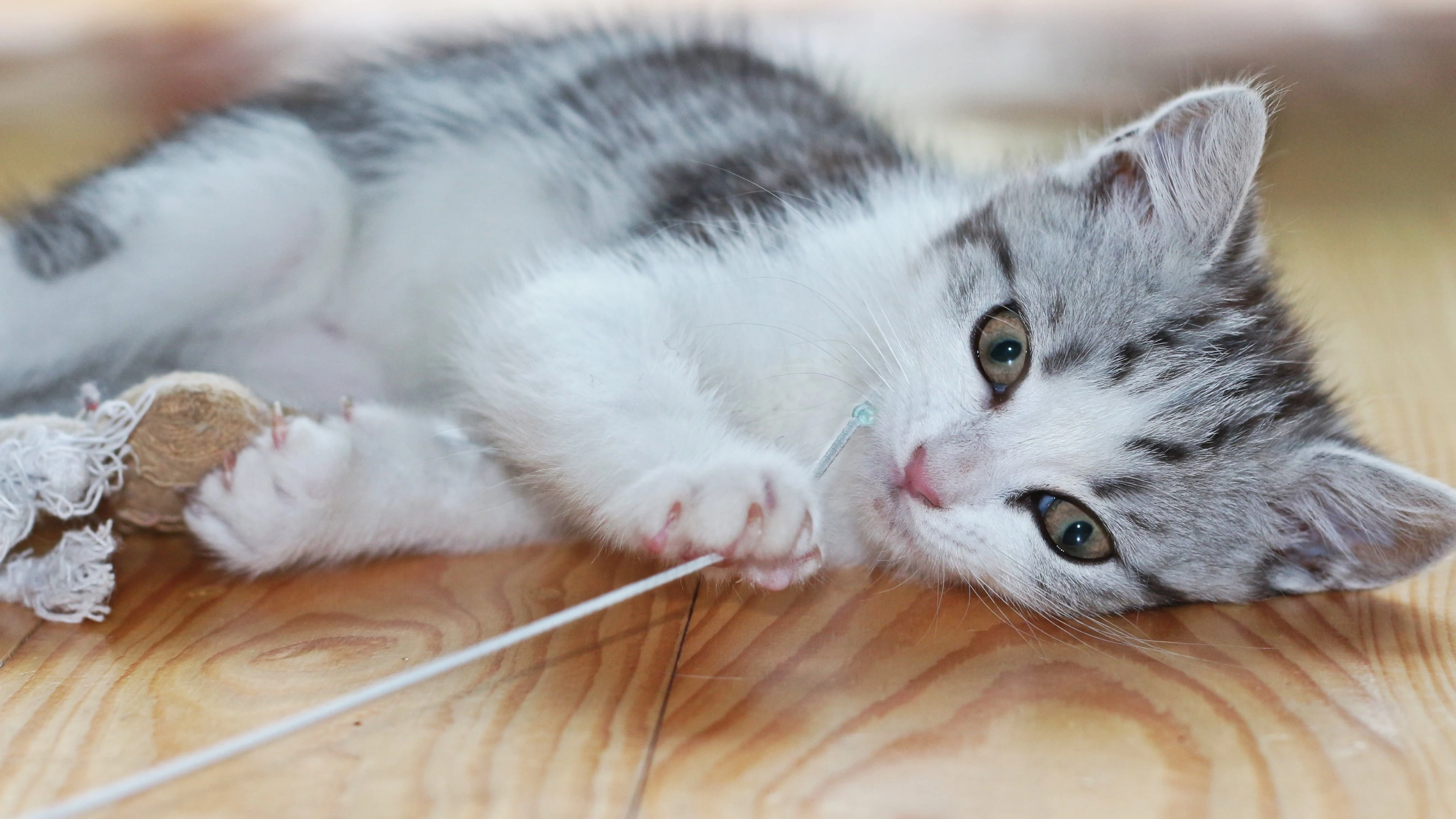 4k动物图片 奶猫蜷缩睡觉 软萌照片