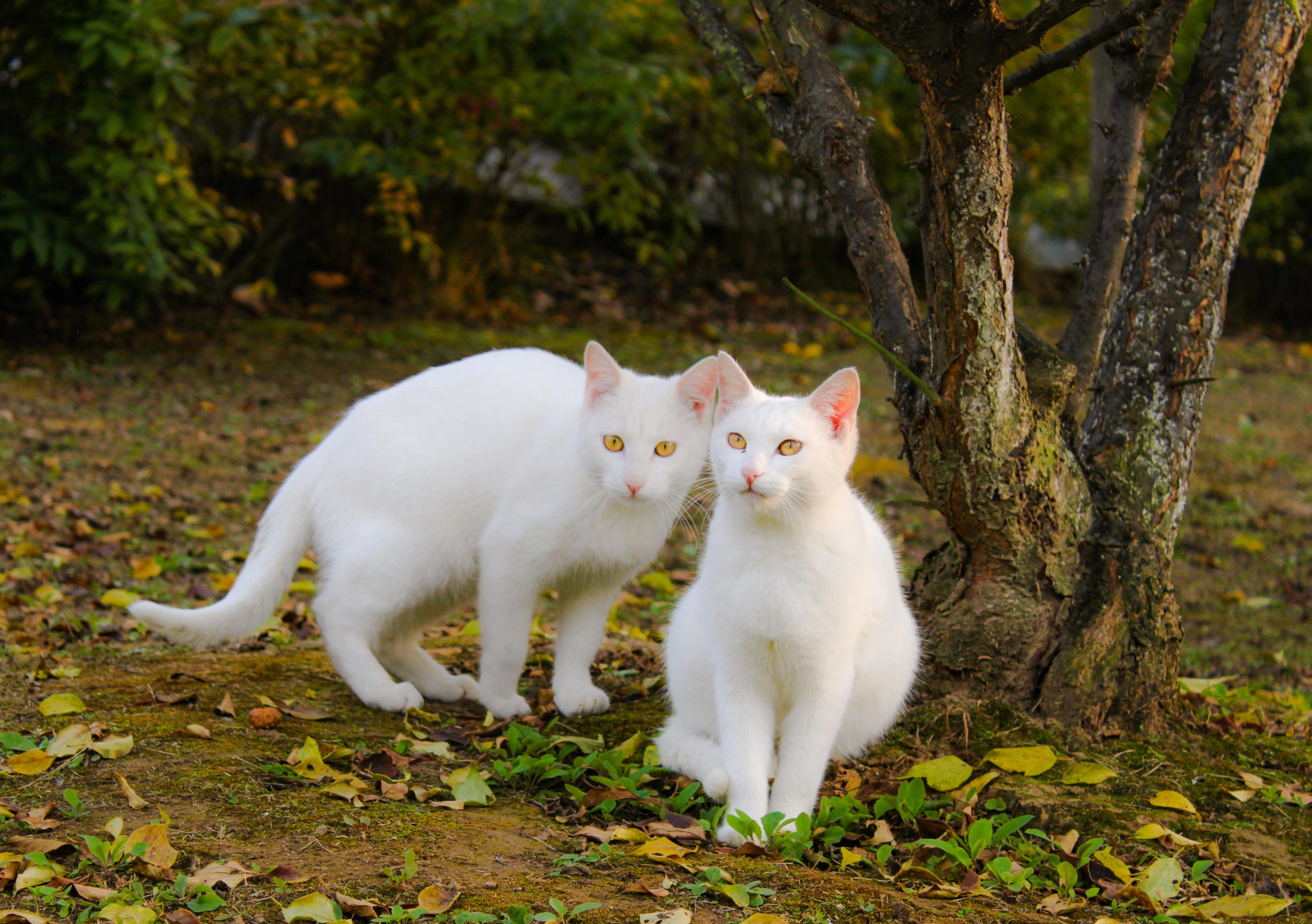 黑猫好奇玩逗猫棒 趣味素材