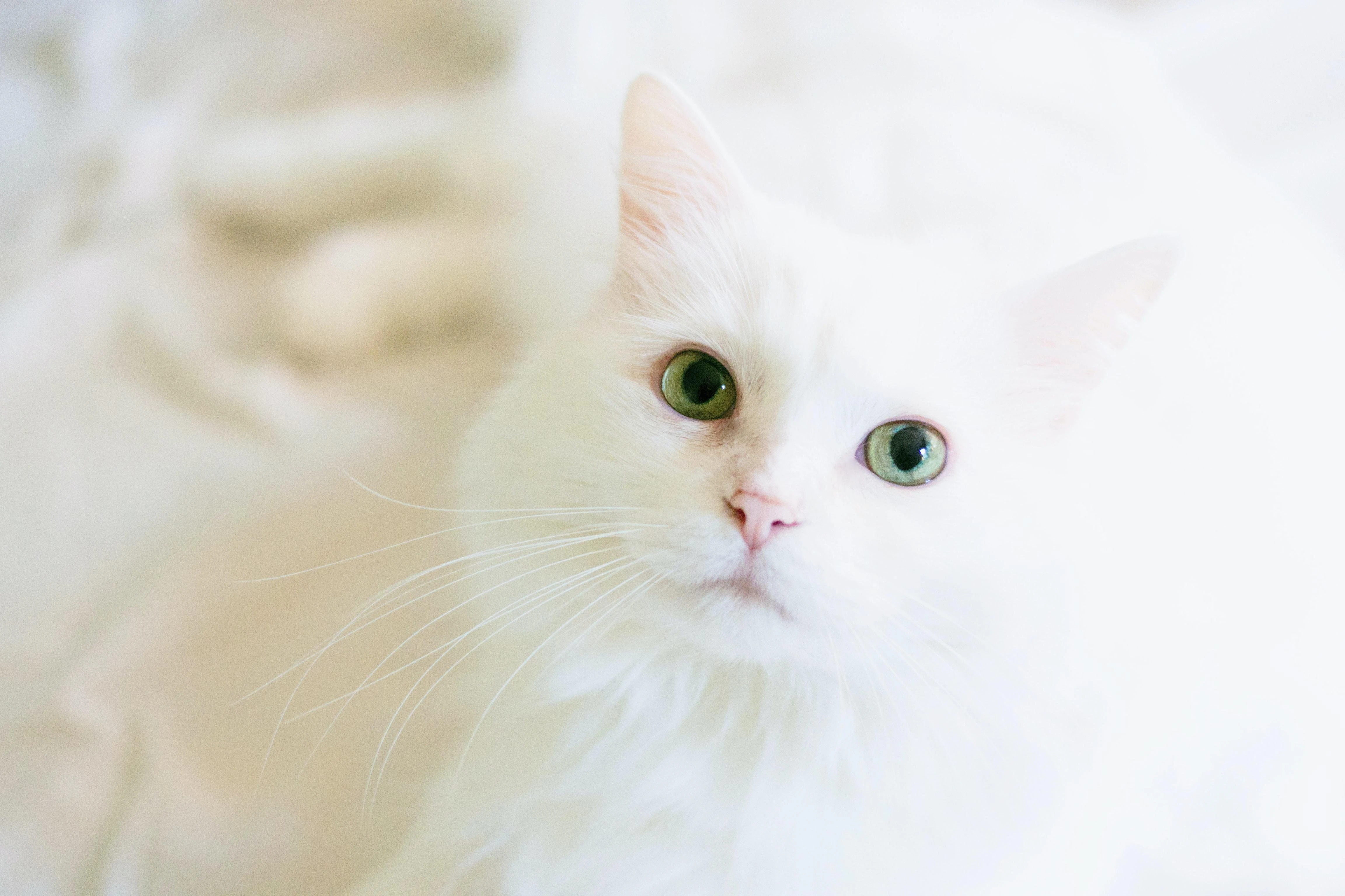 猫咪蹭桌面撒娇 可爱图片