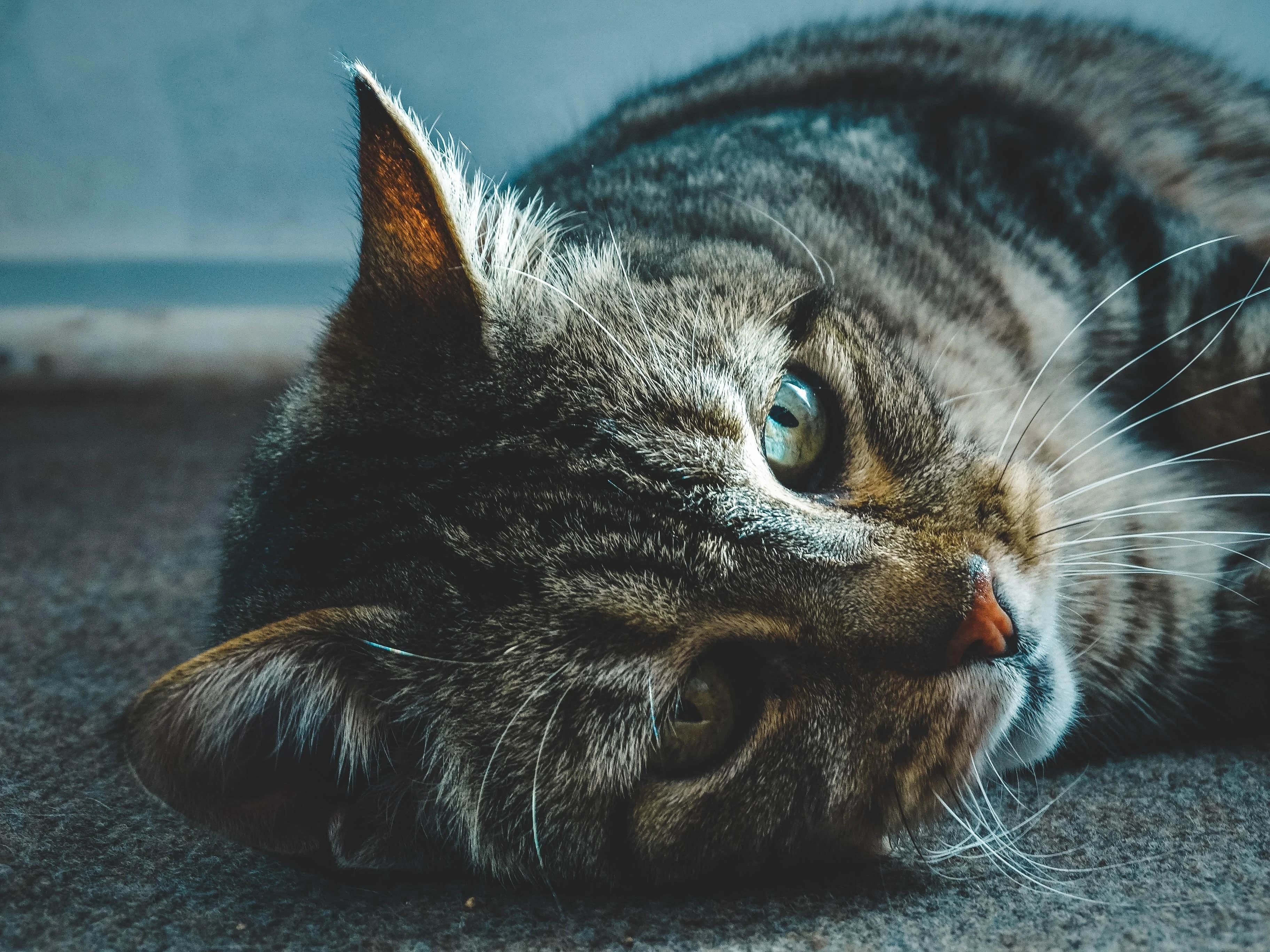 布偶猫优雅舔毛 可爱写真