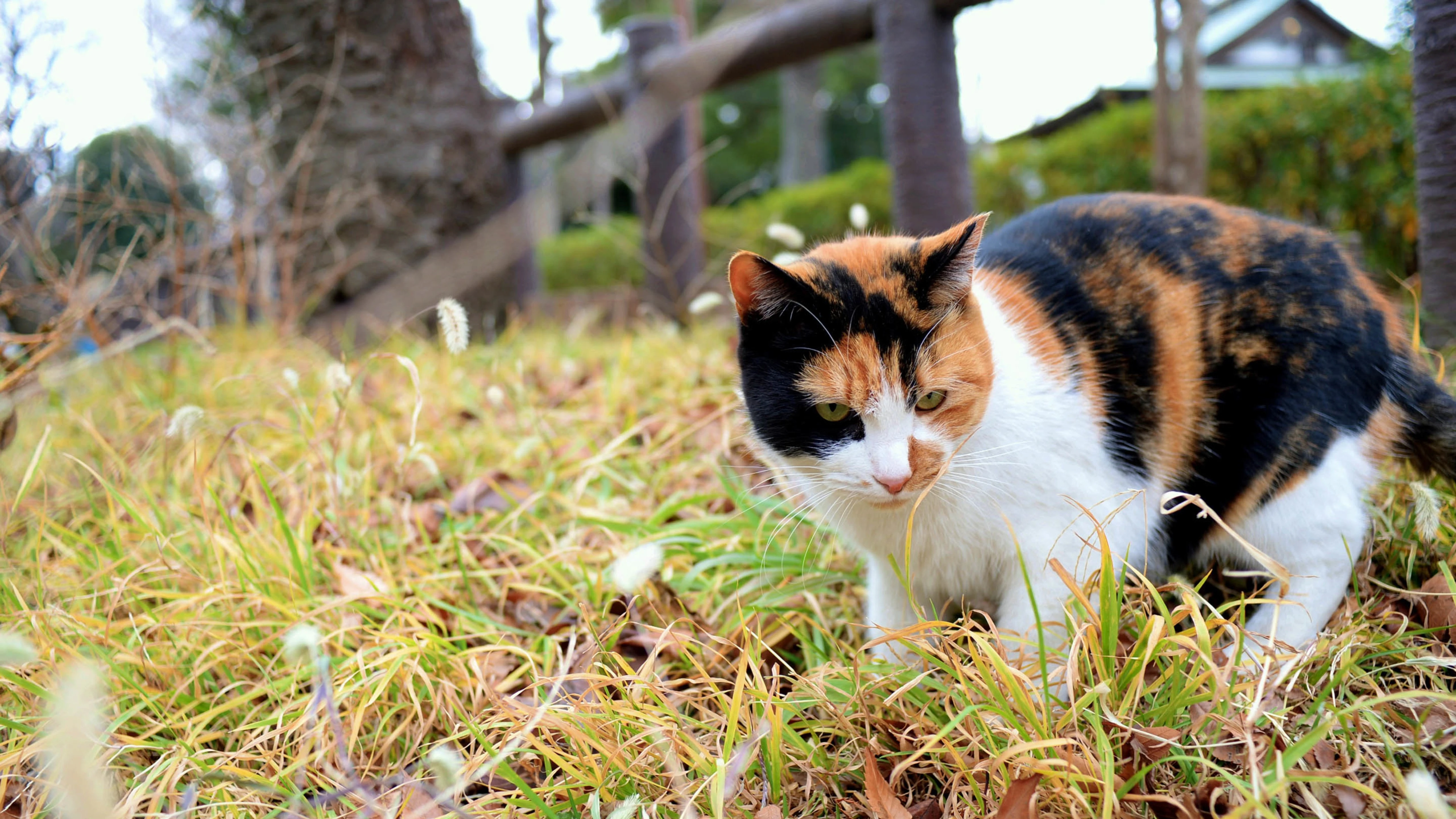 猫咪蹭桌面撒娇 可爱图片