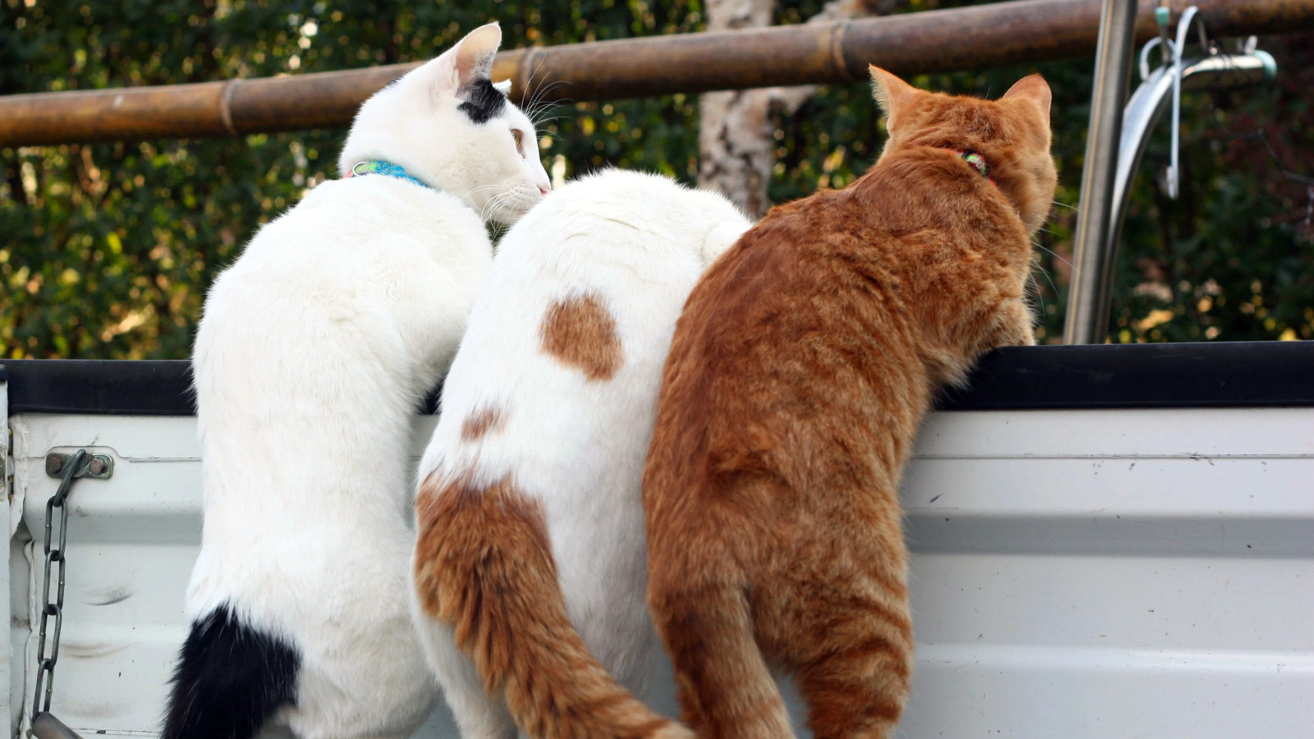 4k动物图片 奶猫蜷缩睡觉 软萌照片