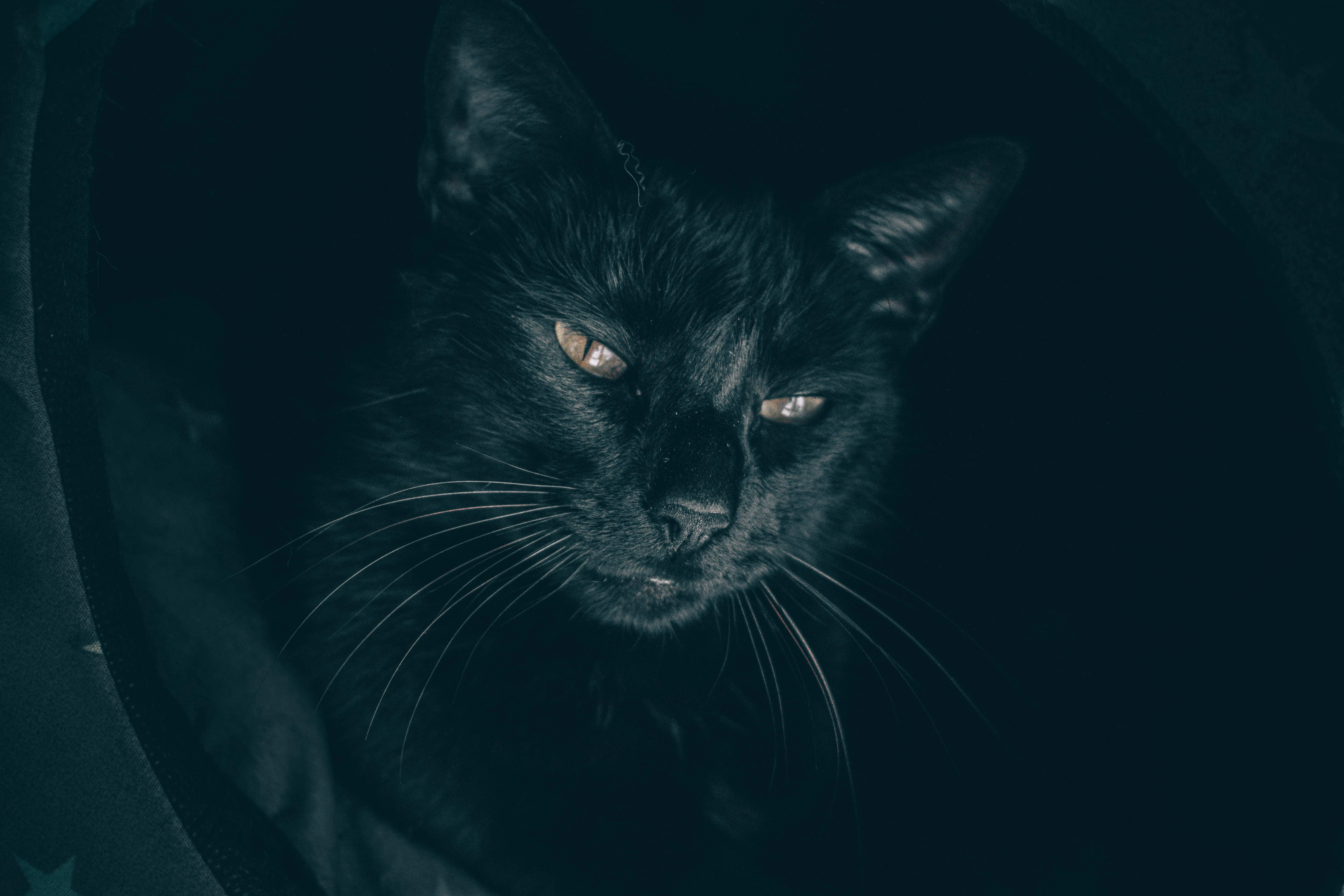 4k动物图片 奶猫蜷缩睡觉 软萌照片